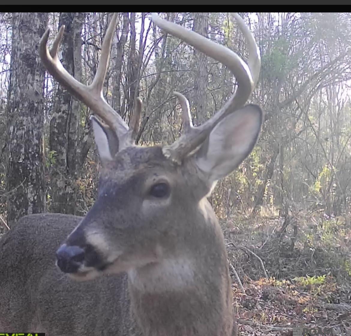 50 Hall And Lindsey Rd, Greensburg, LA, 70441