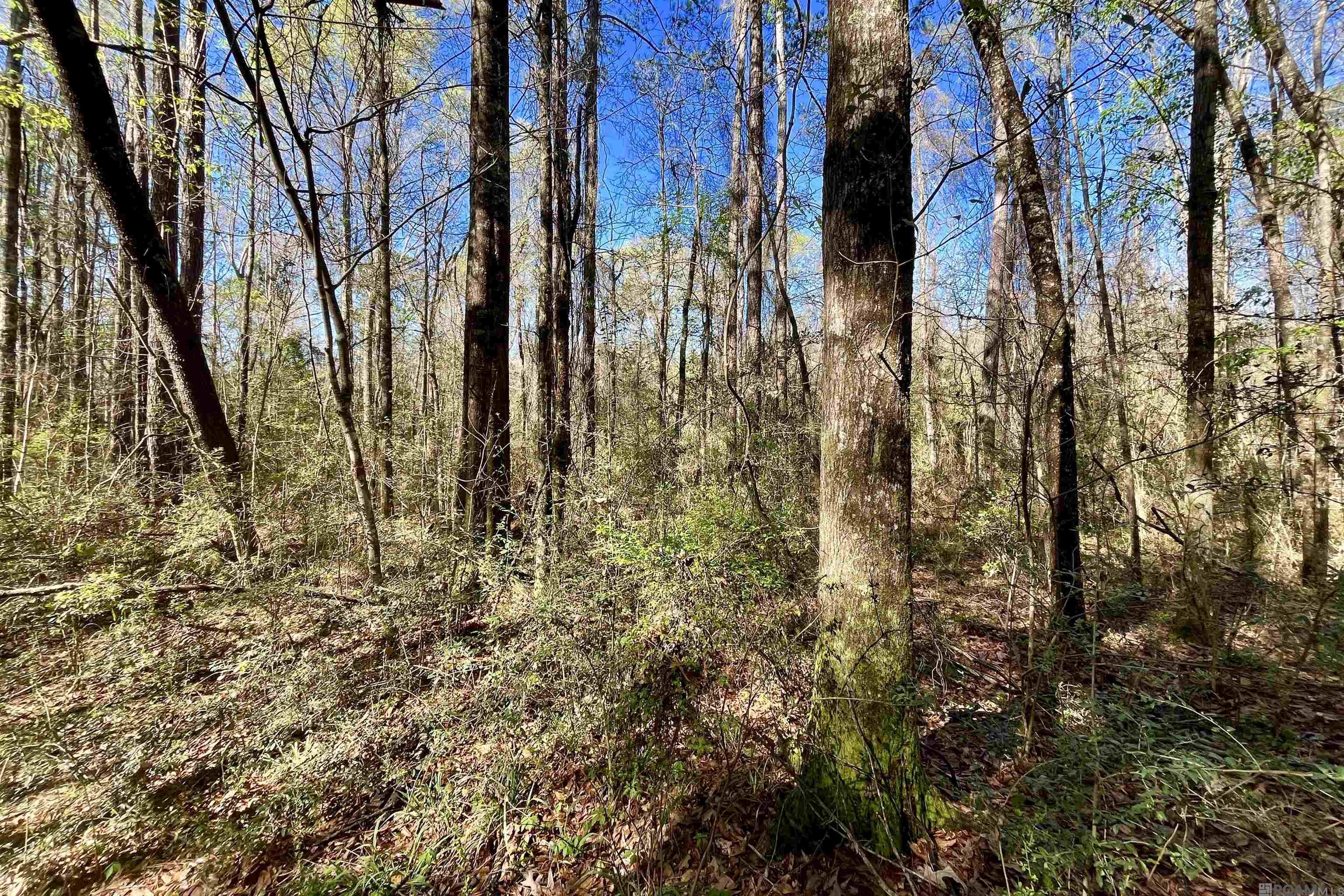 50 Hall And Lindsey Rd, Greensburg, LA, 70441