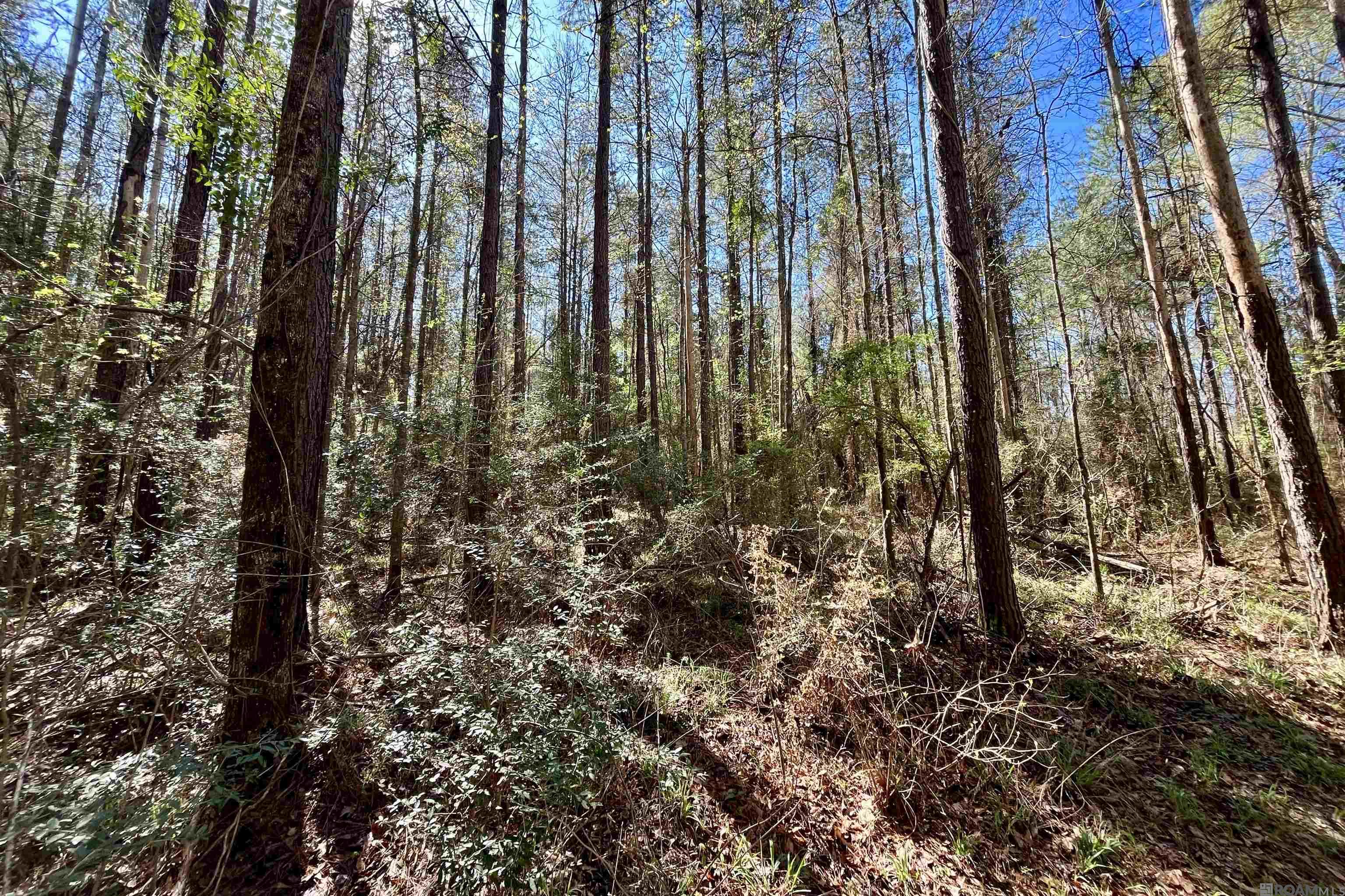 50 Hall And Lindsey Rd, Greensburg, LA, 70441