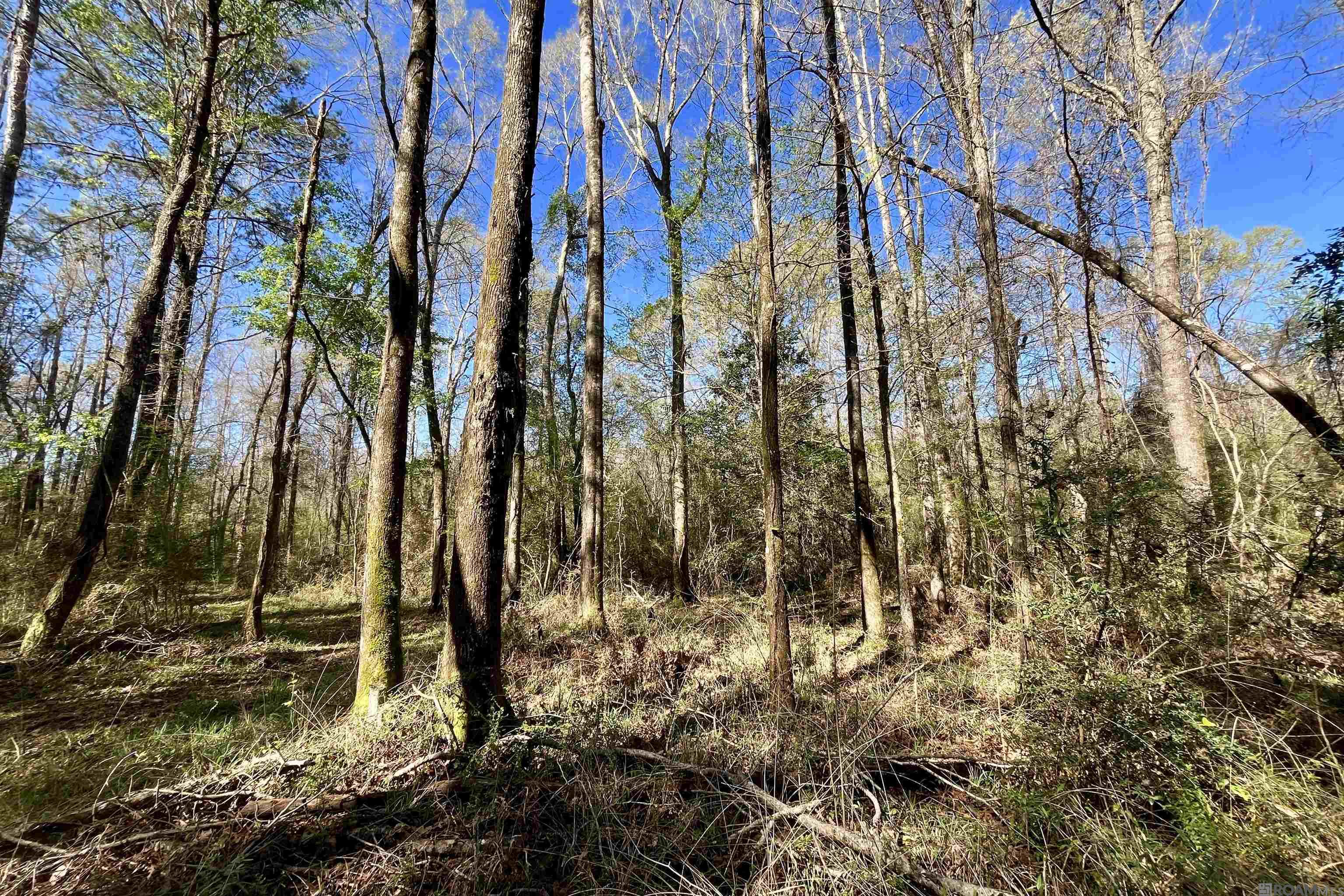 50 Hall And Lindsey Rd, Greensburg, LA, 70441