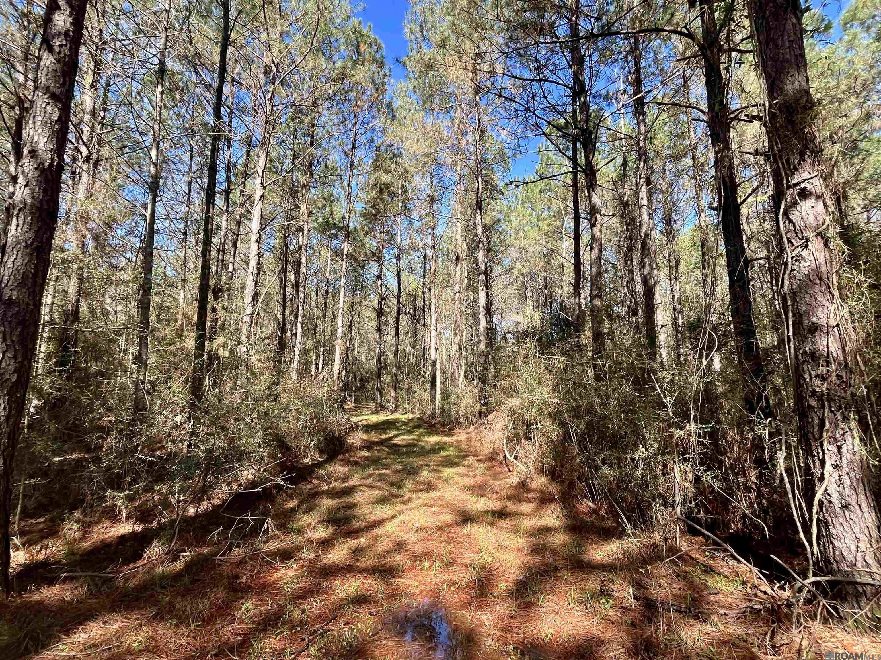 50 Hall And Lindsey Rd, Greensburg, LA, 70441