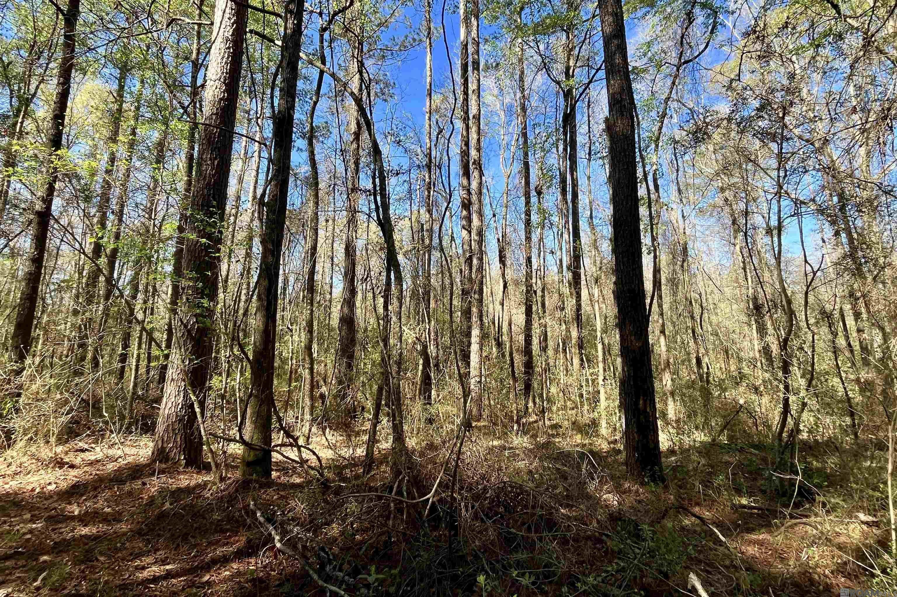 50 Hall And Lindsey Rd, Greensburg, LA, 70441