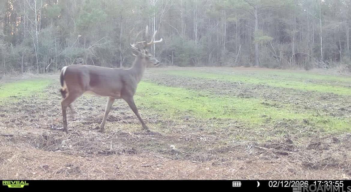 50 Hall And Lindsey Rd, Greensburg, LA, 70441