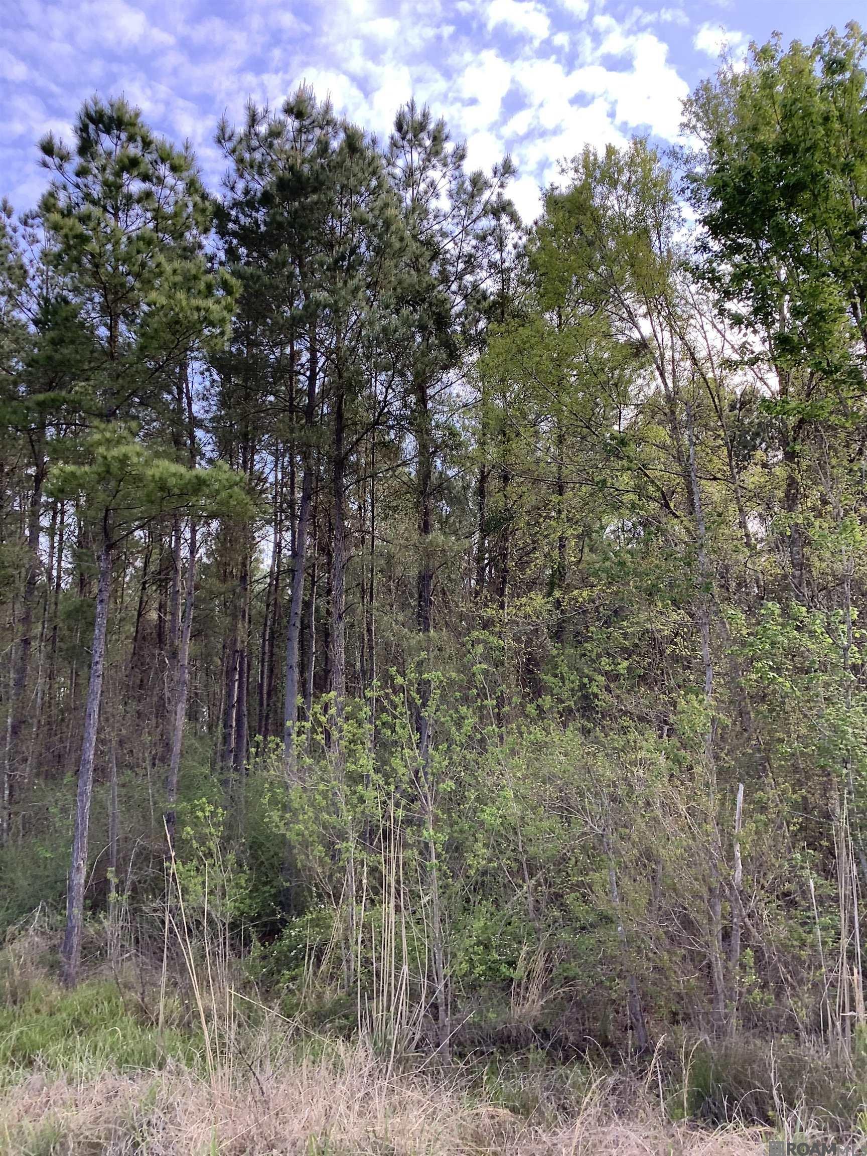 19.4 acres Fountain Young Rd, Pine Grove, LA, 70456