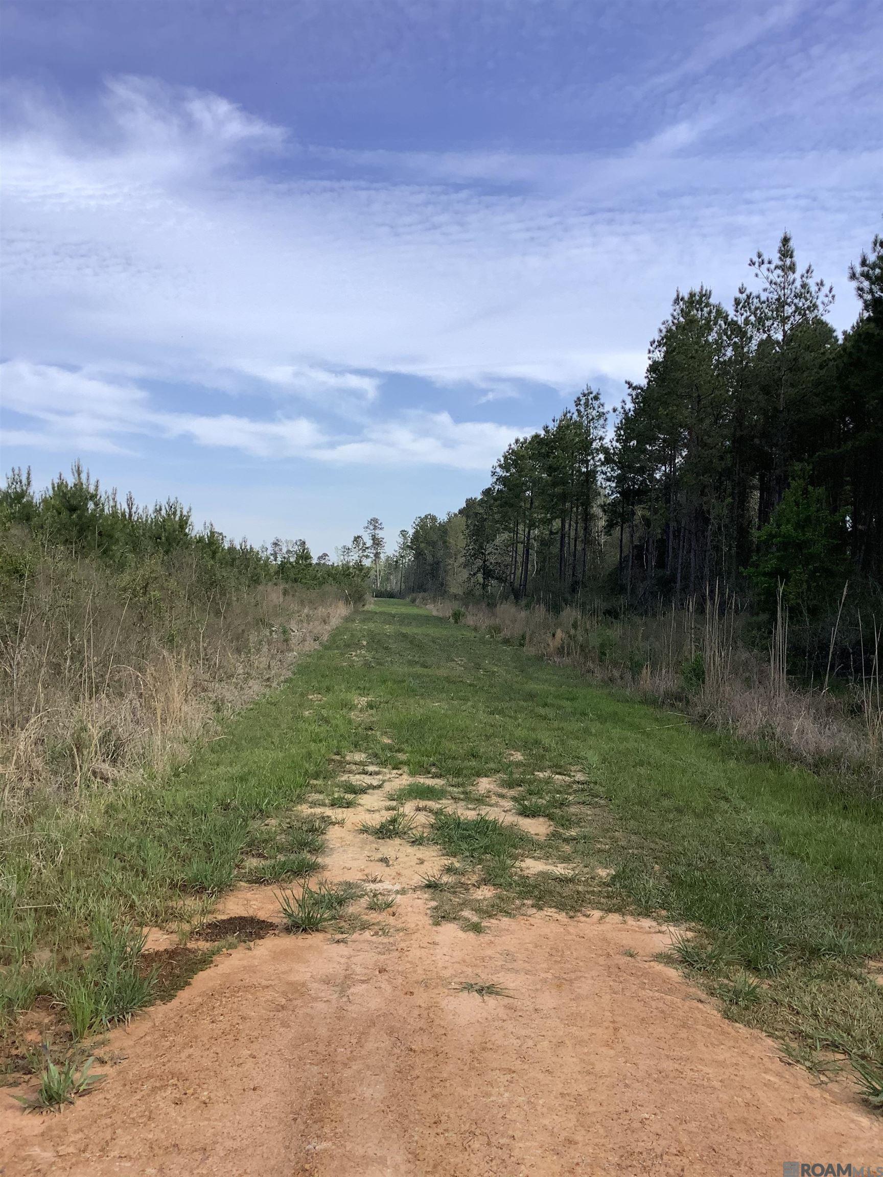 19.4 acres Fountain Young Rd, Pine Grove, LA, 70456
