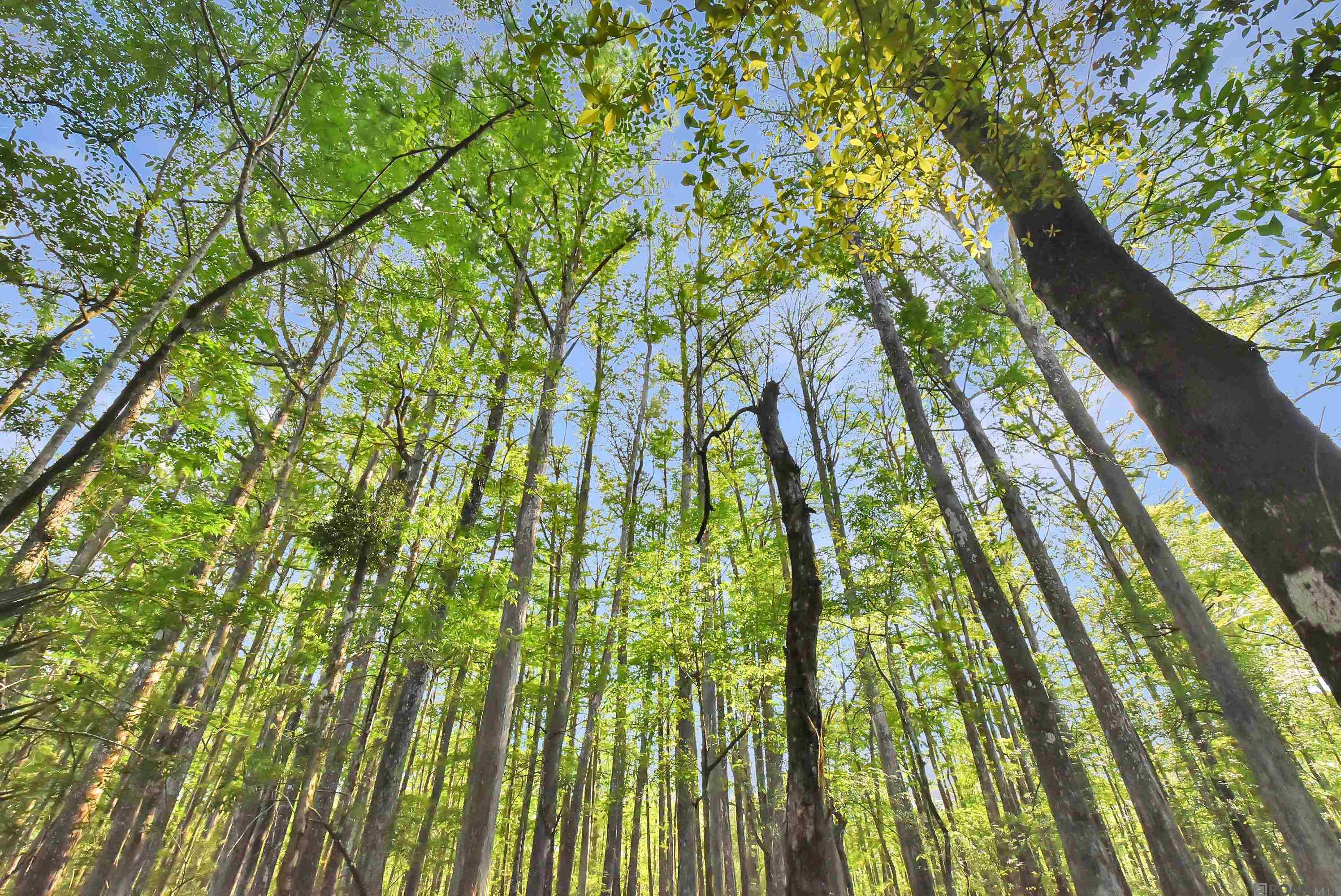 Lot 9 Unknown, Prairieville, LA, 70769