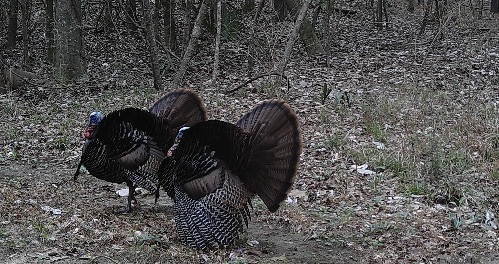 Lot 13 Sandy Point Dr, Grand Isle, LA, 70358