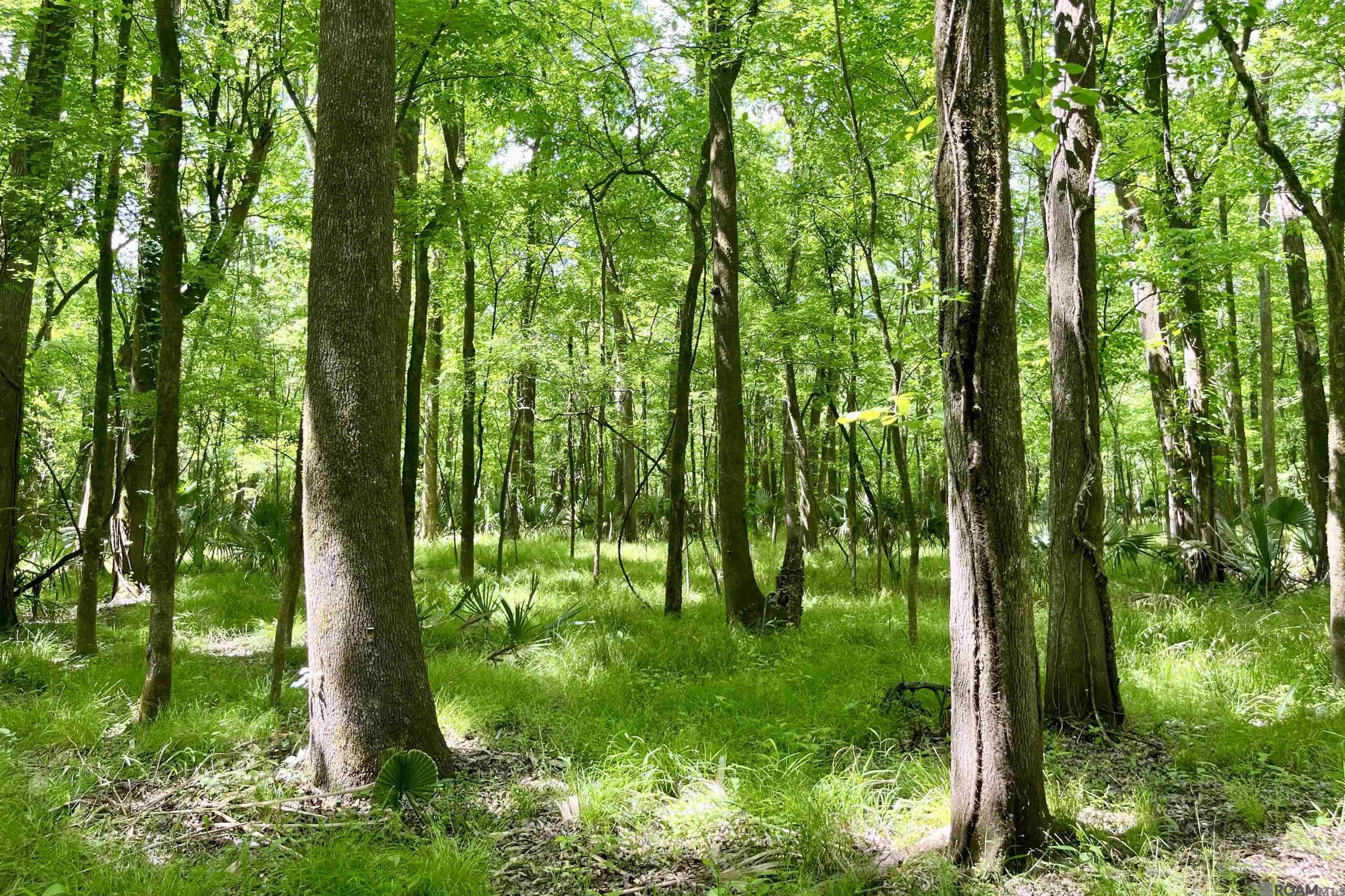 TBD La Hwy 63, Clinton, LA, 70722