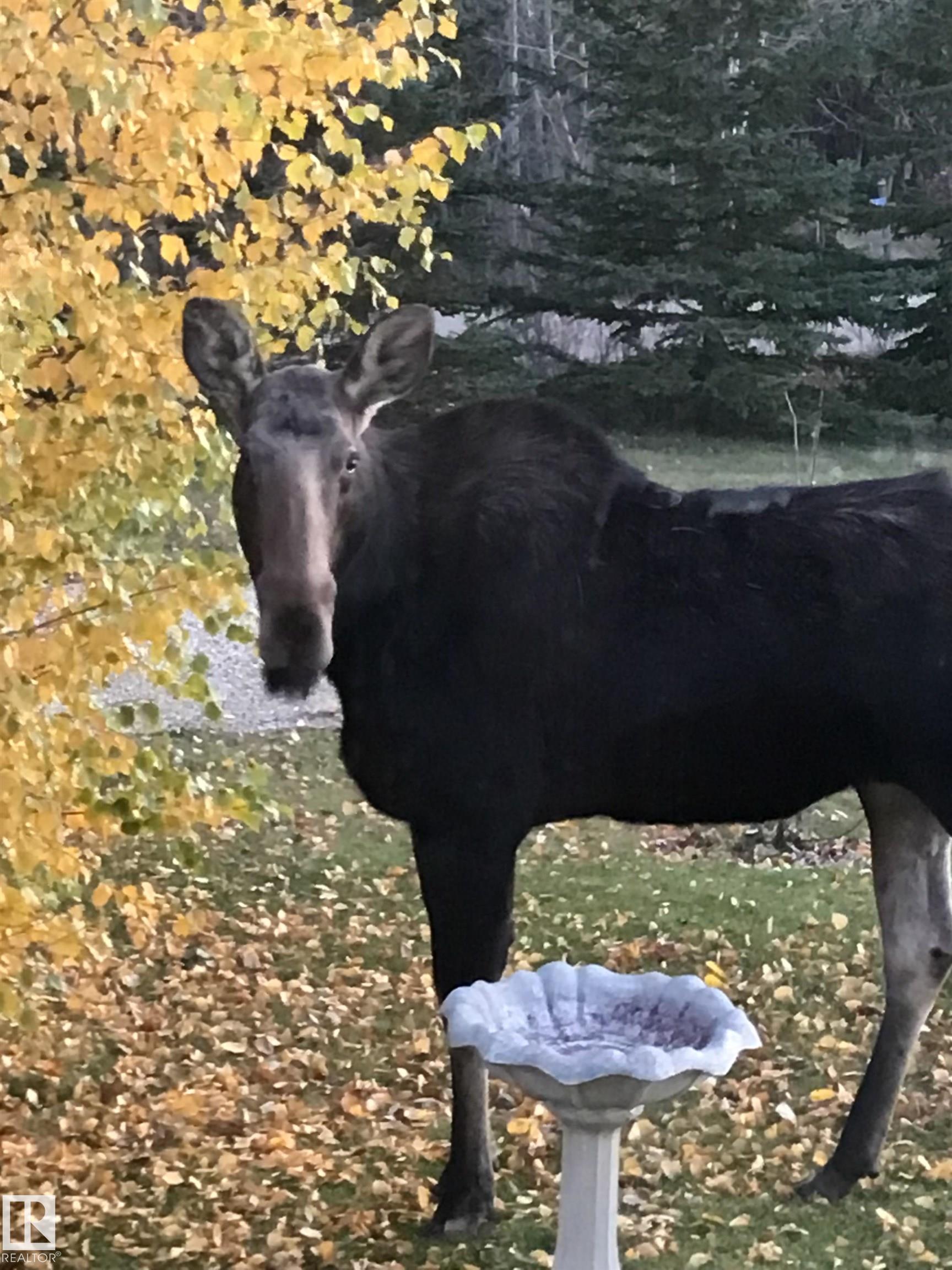 Photo 74 at 370 - 50247 Rge Rd 232, Scottsdale Estates, Rural Leduc County