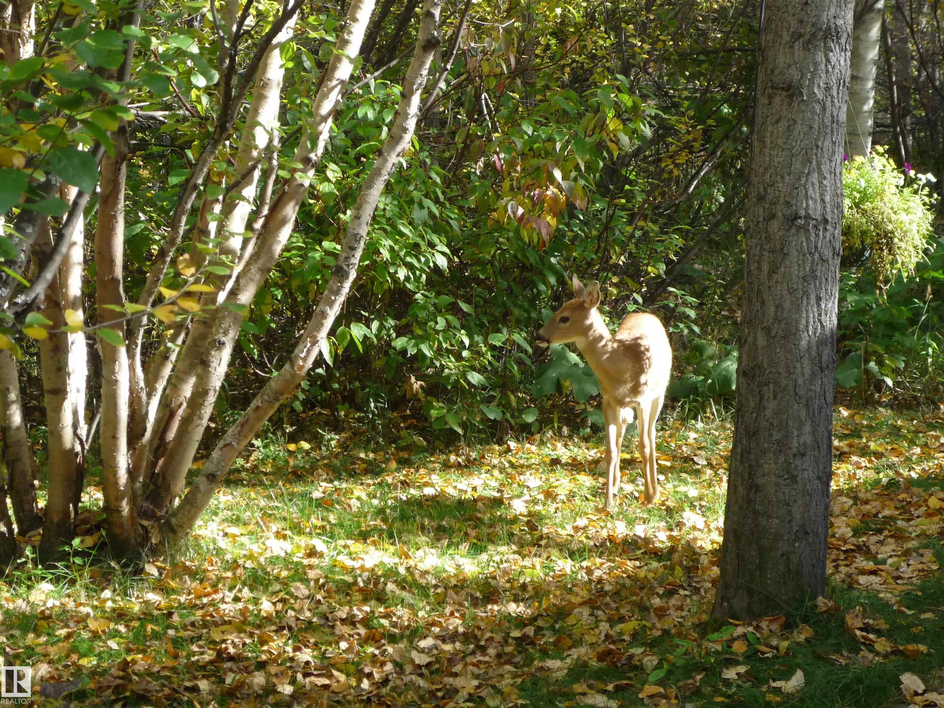 Photo 15 at 5 - 51221 Rge Road 265, Pine Valley Acres, Rural Parkland County