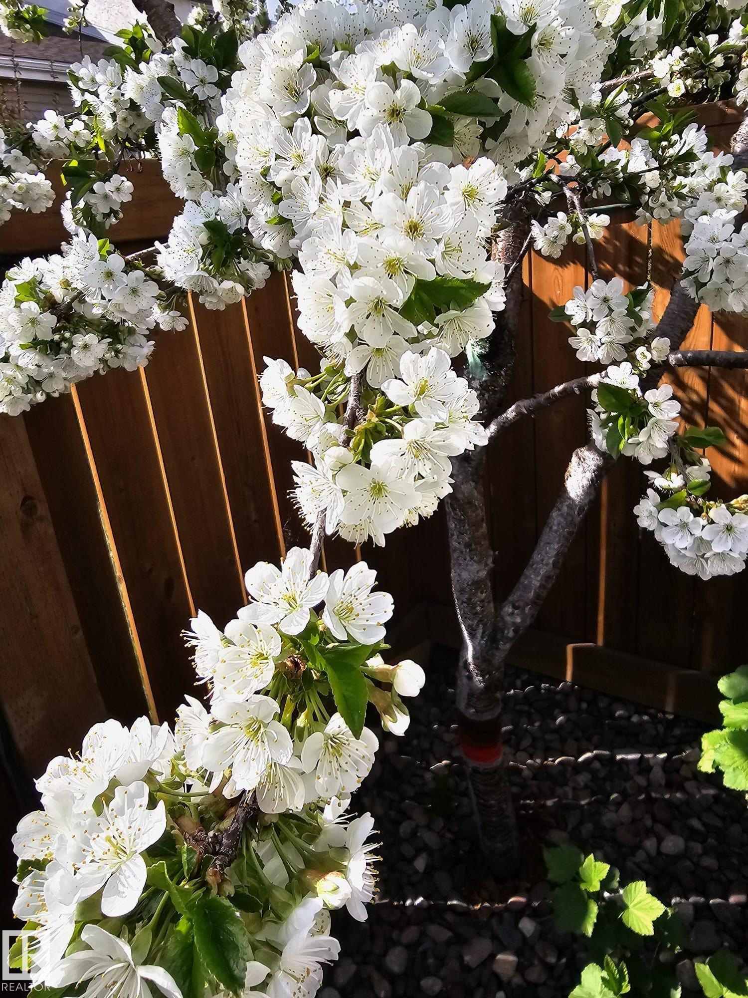 Photo 31 at 230 Chateau Place NW, Belmead, Edmonton