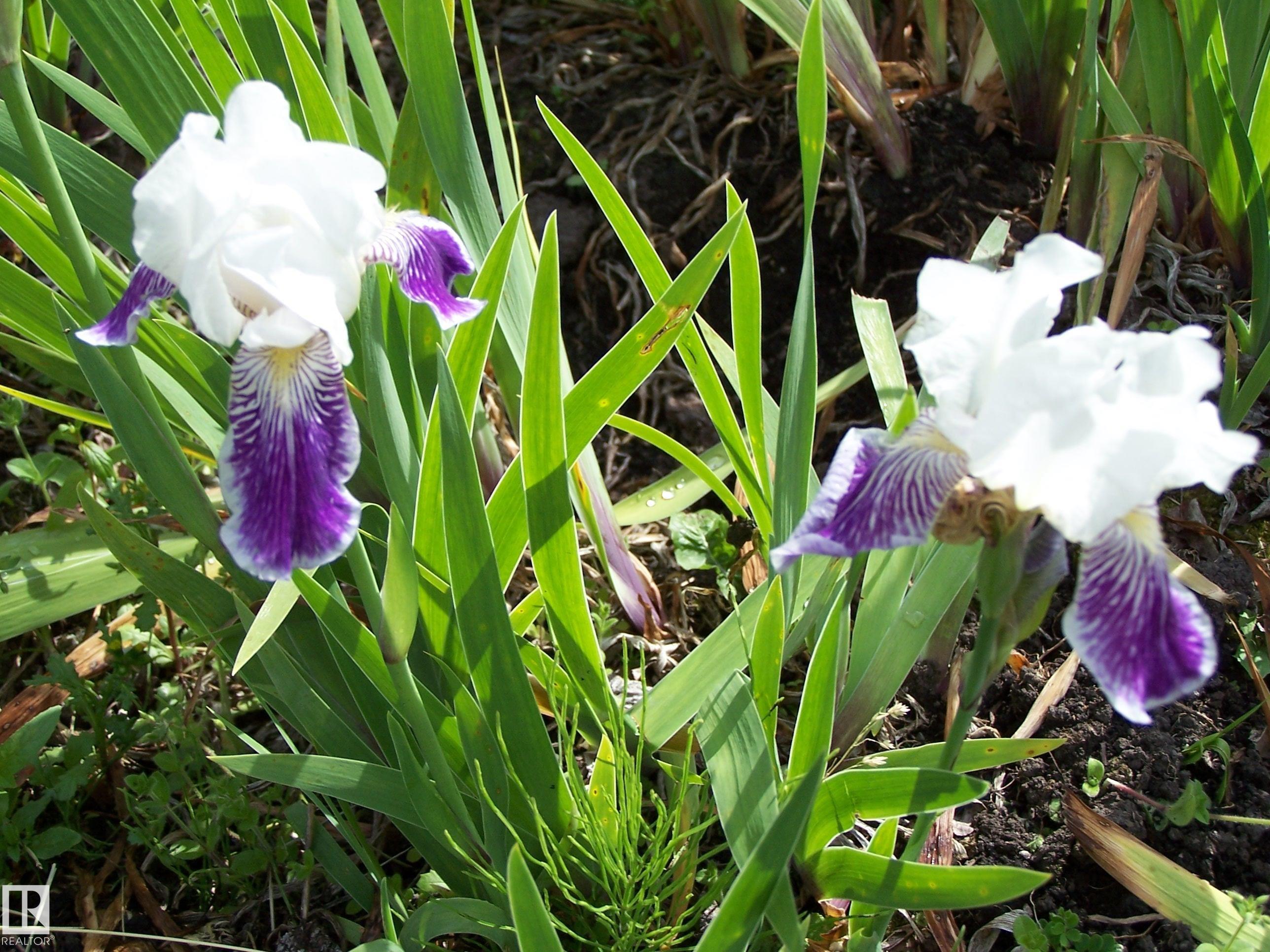 Photo 34 at Main Street First Avenue, None, Rural Parkland County