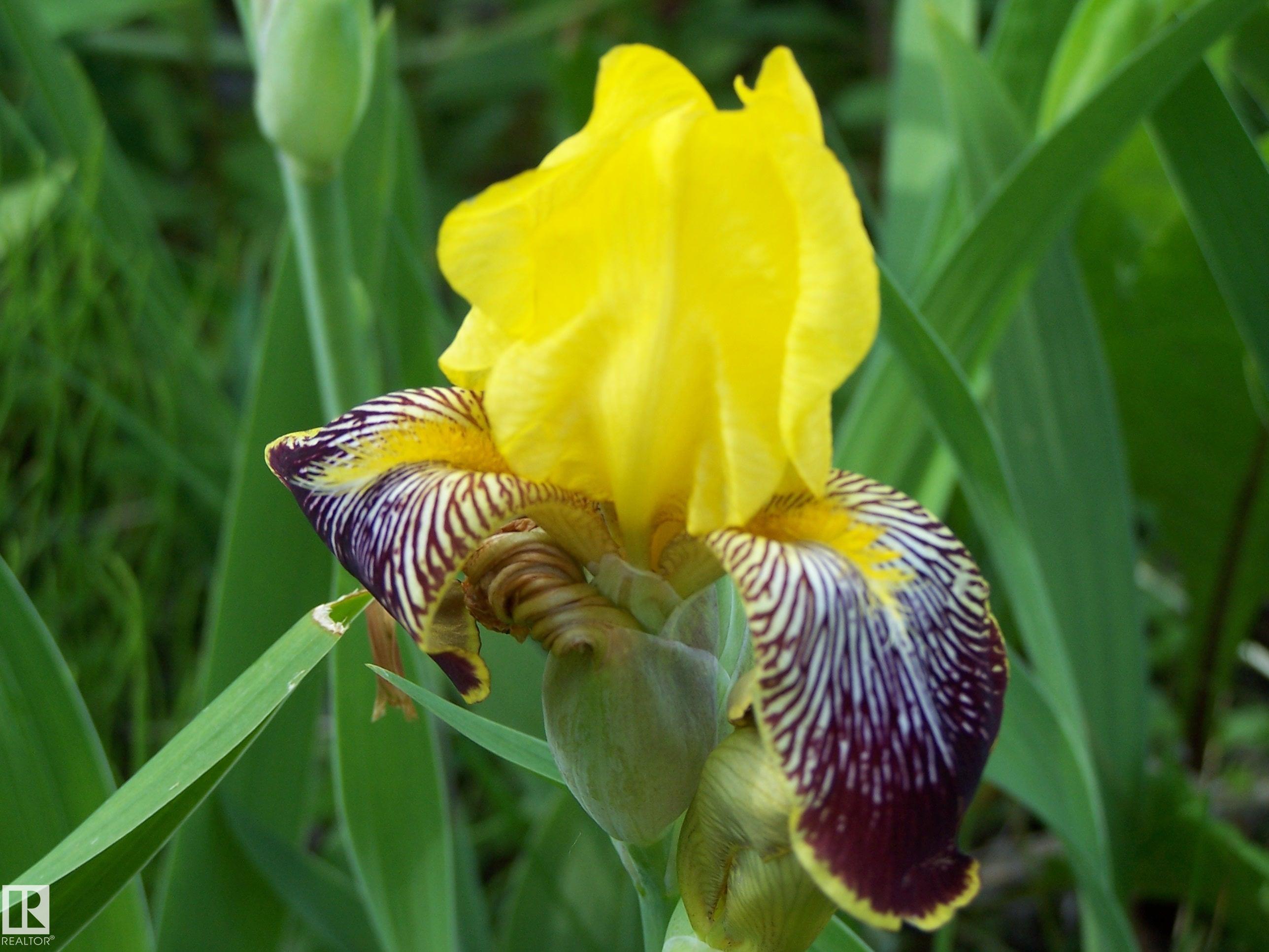 Photo 36 at Main Street First Avenue, None, Rural Parkland County