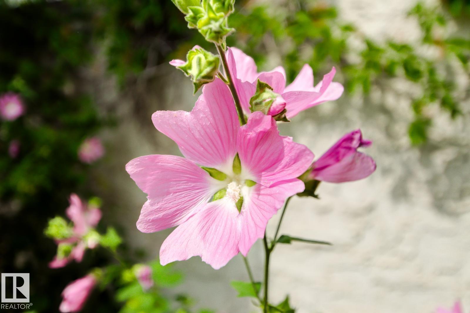 Photo 57 at 11707 29 Avenue NW, Blue Quill, Edmonton