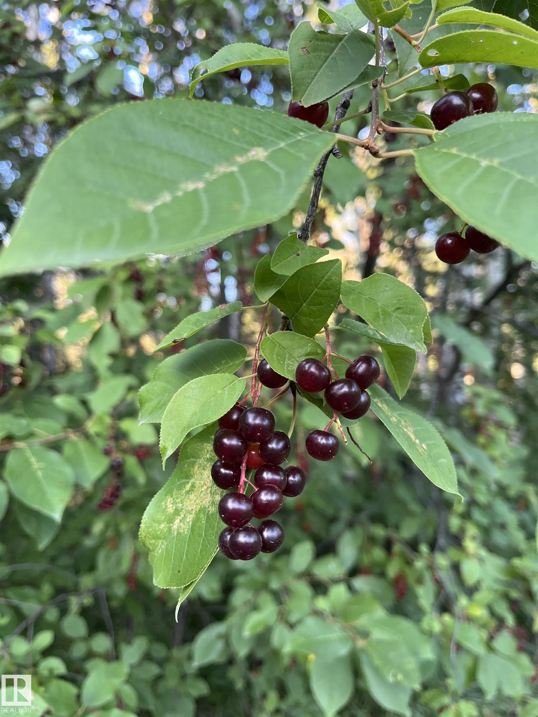 Photo 52 at 1 - 27432 Twp Road 544, Hansens, Rural Sturgeon County