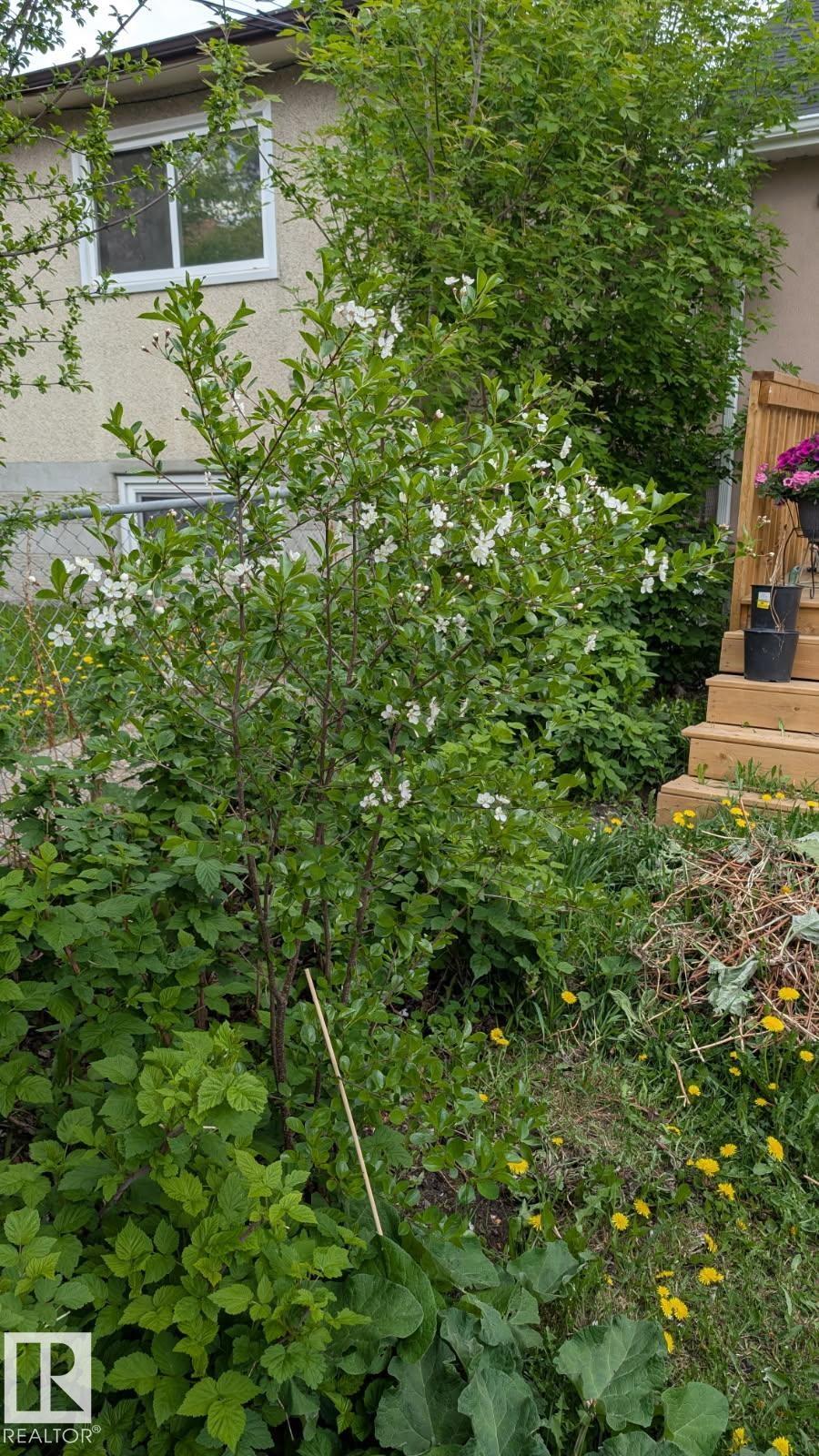 11724 88 Street NW, Parkdale, Edmonton