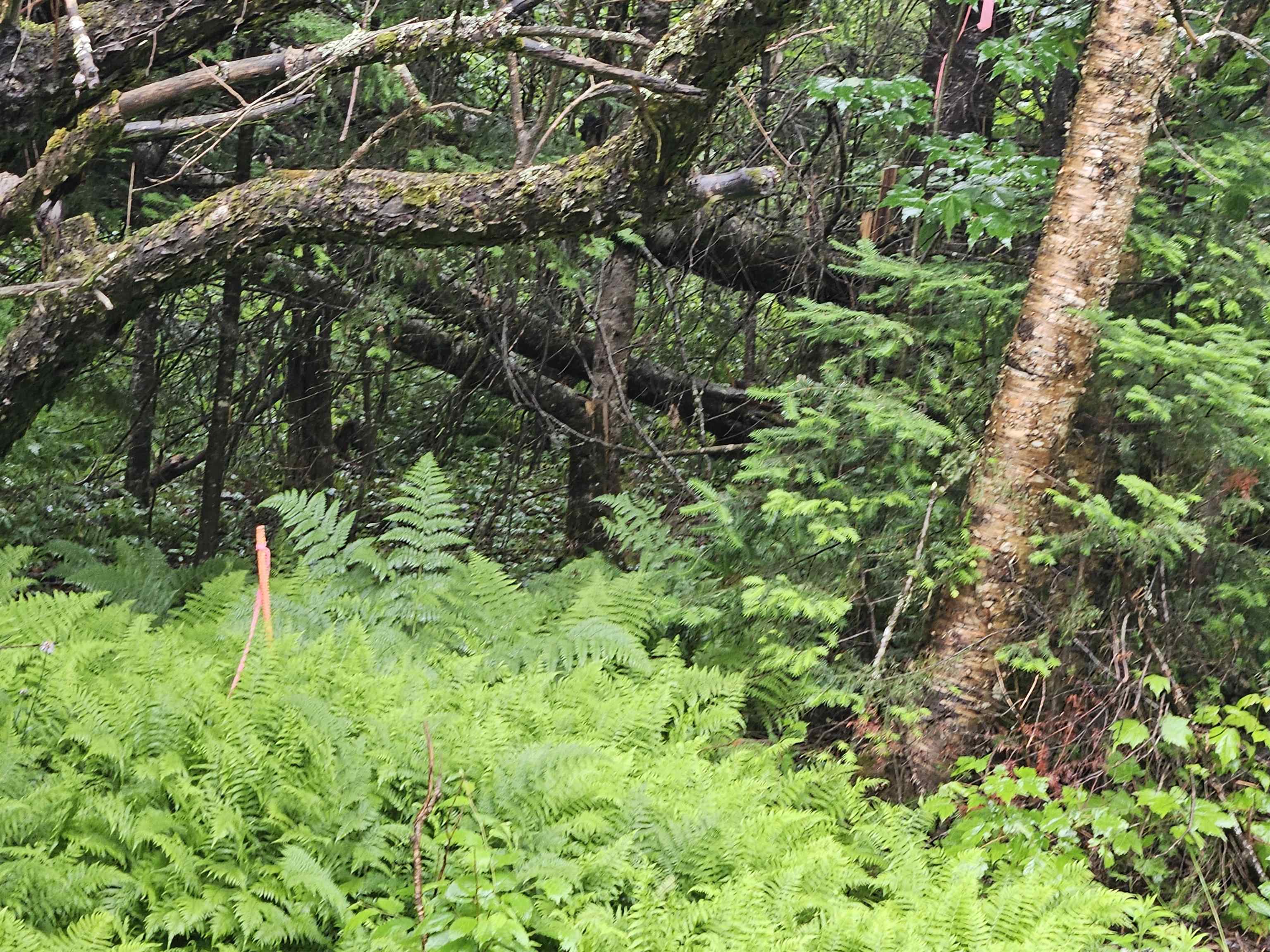 Lot 15 Hadley Rd, Sugar Hill, NH 03586