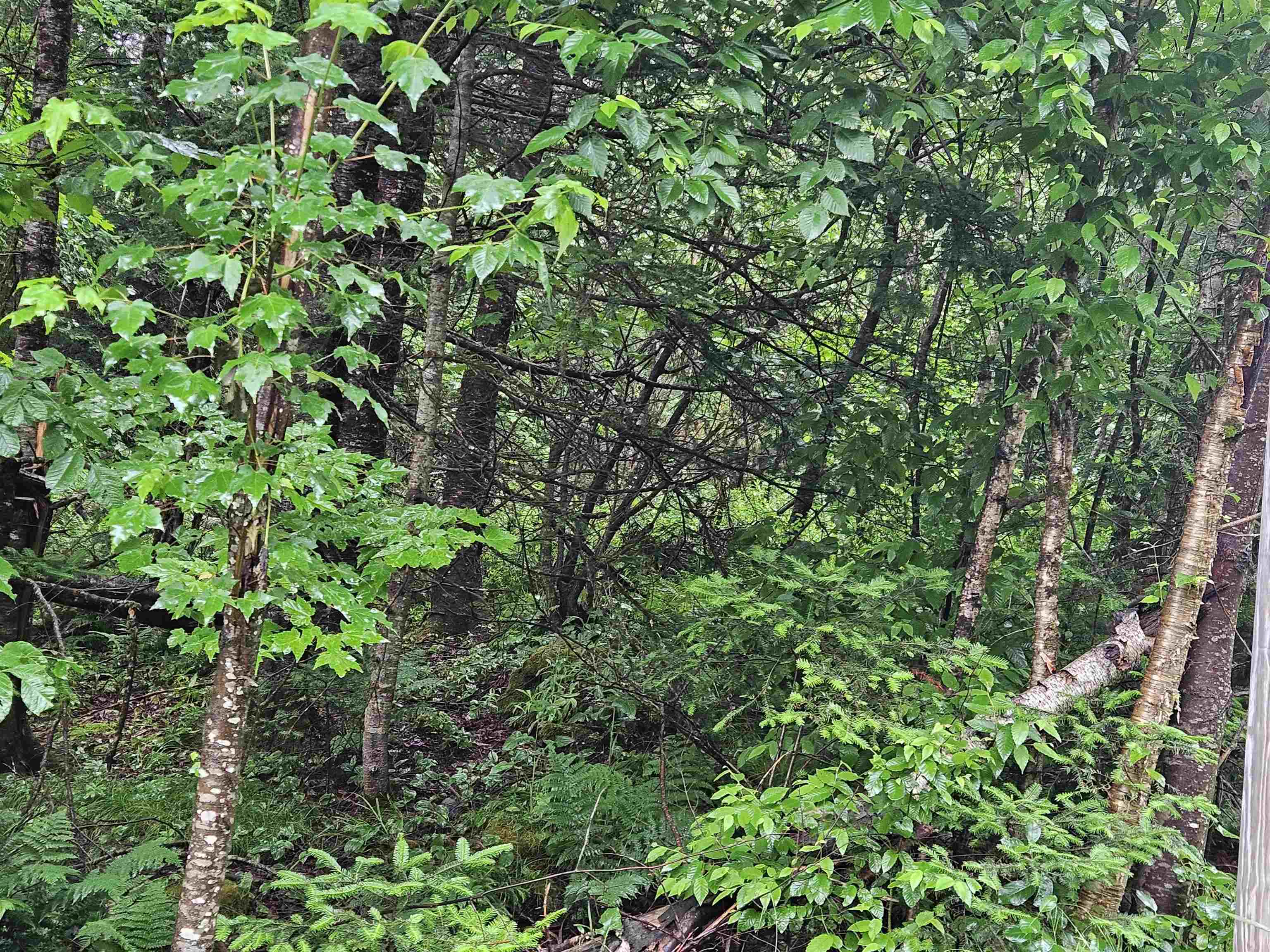 Lot 15 Hadley Rd, Sugar Hill, NH 03586