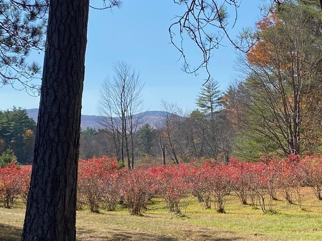 Looking at blueberry bushes next door 22370156