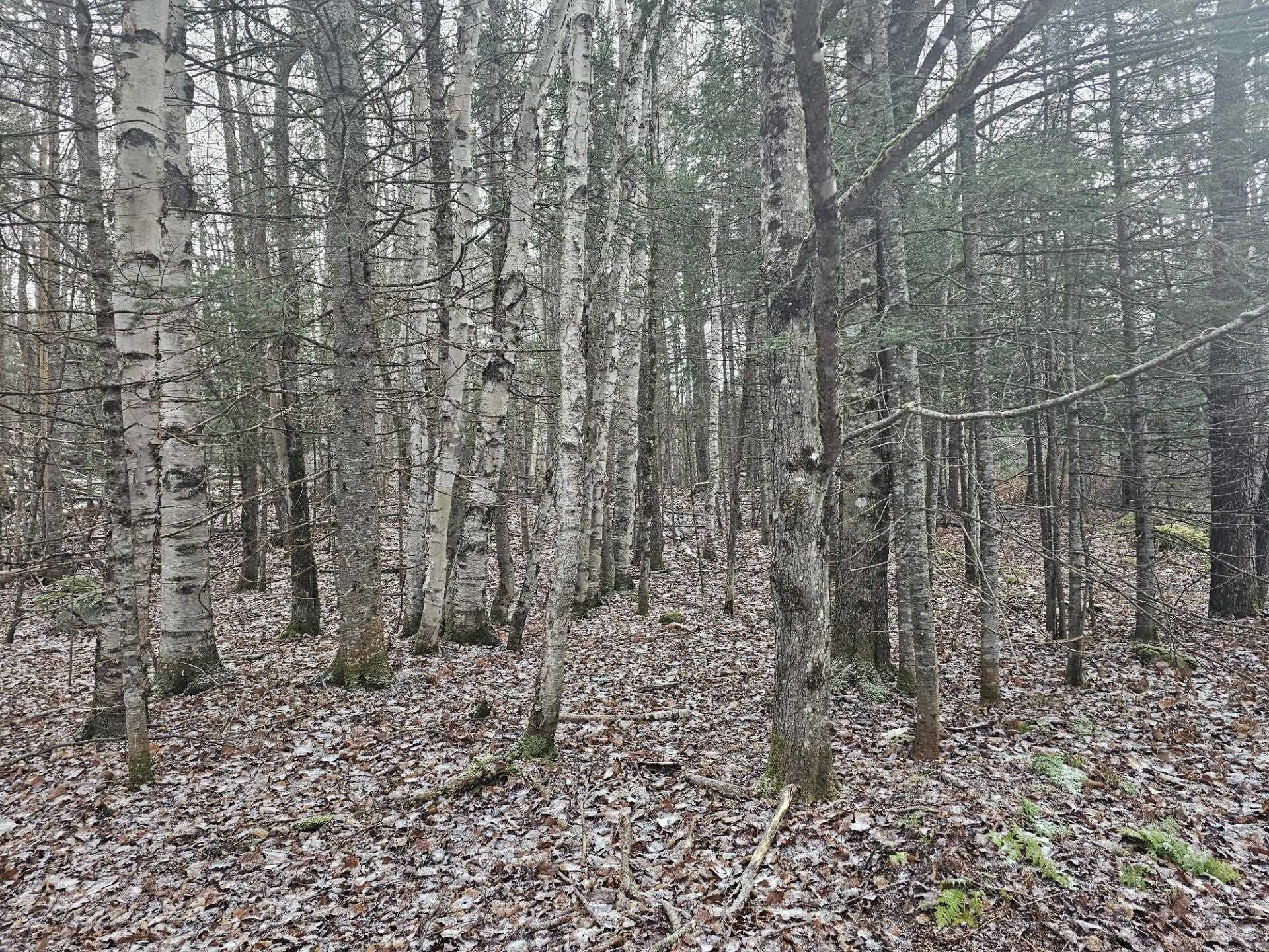 461 Hill Rd, Dummer, NH 03588