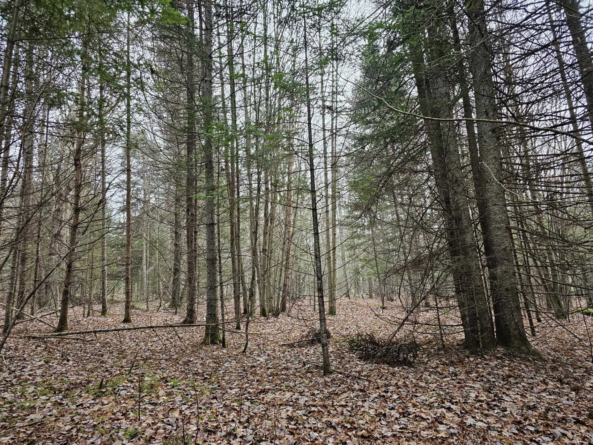 461 Hill Rd, Dummer, NH 03588