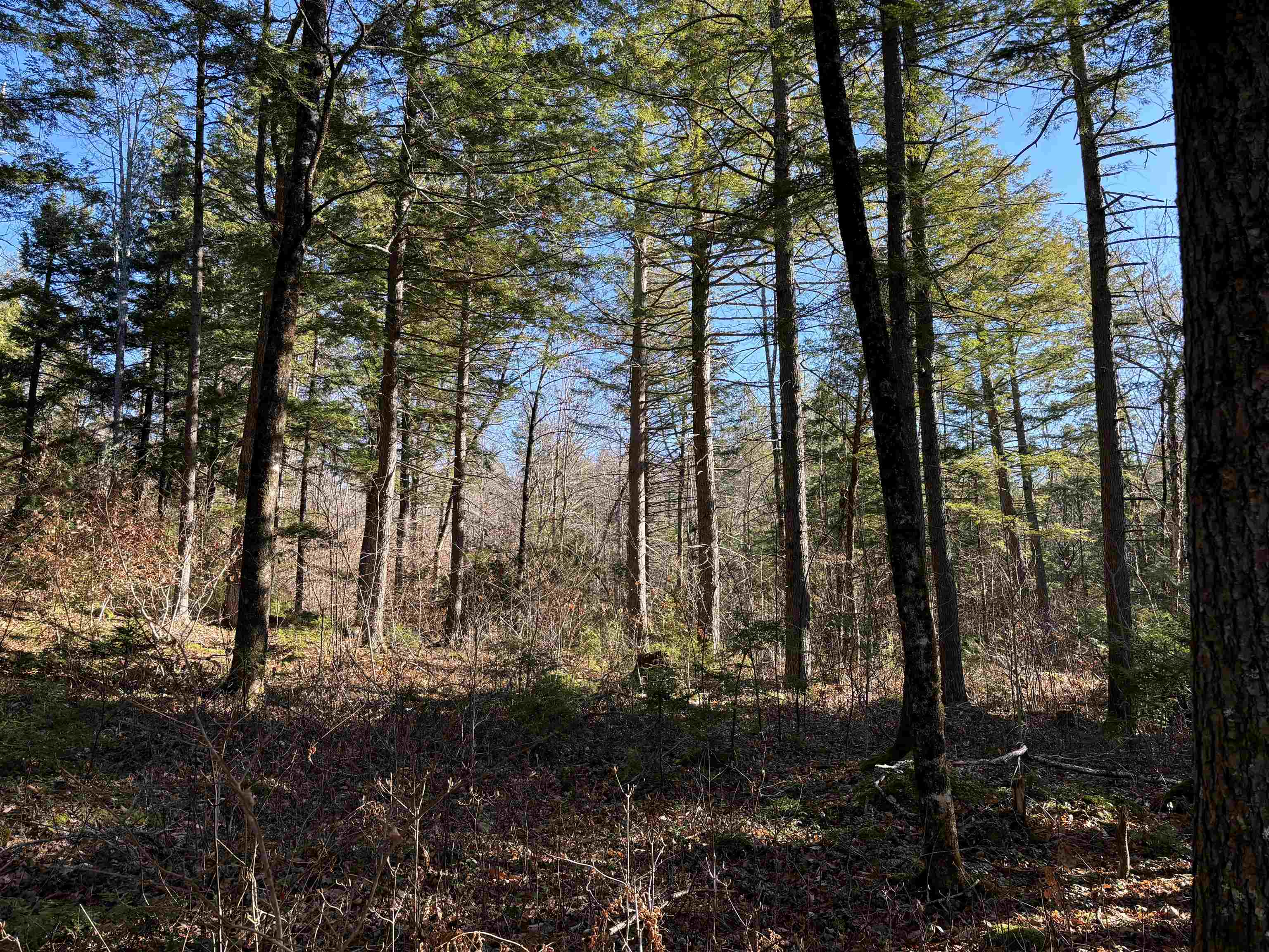 481 Chocorua Mountain Hw, Tamworth, NH 03886