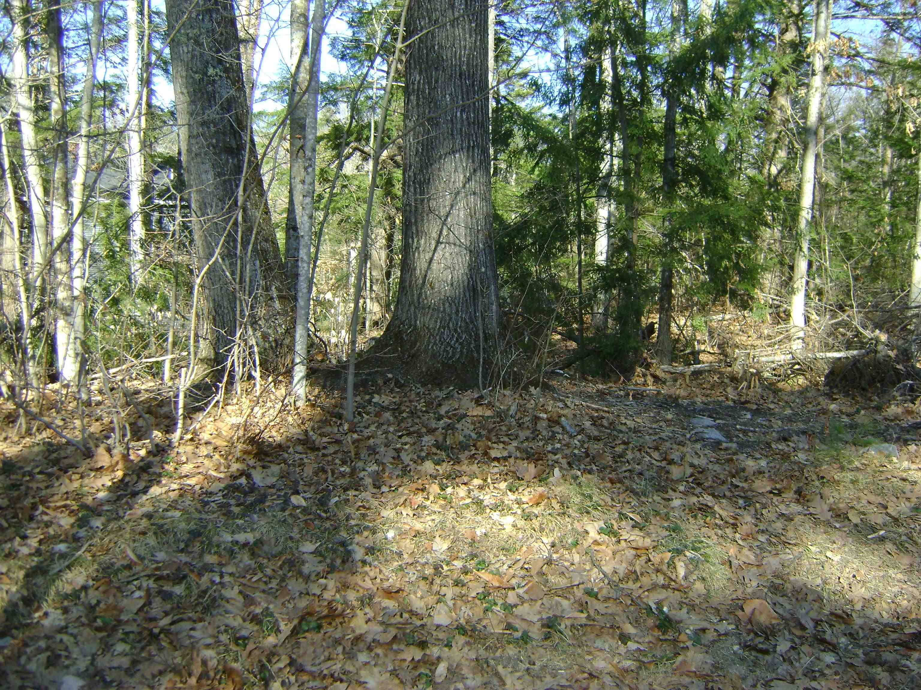 MLS #5035044 image #9