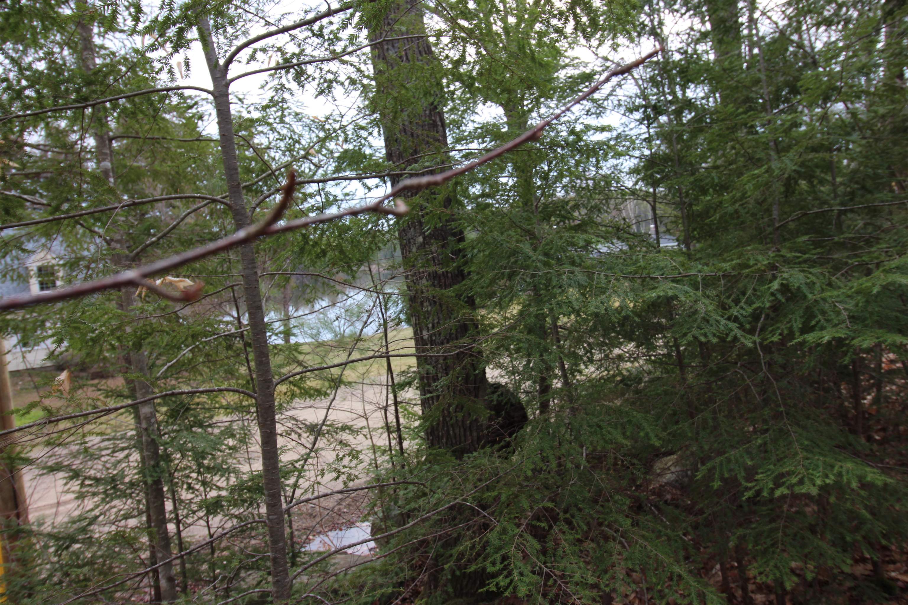 Lot 19-17 Northeast Pond Rd, Milton, NH 03851
