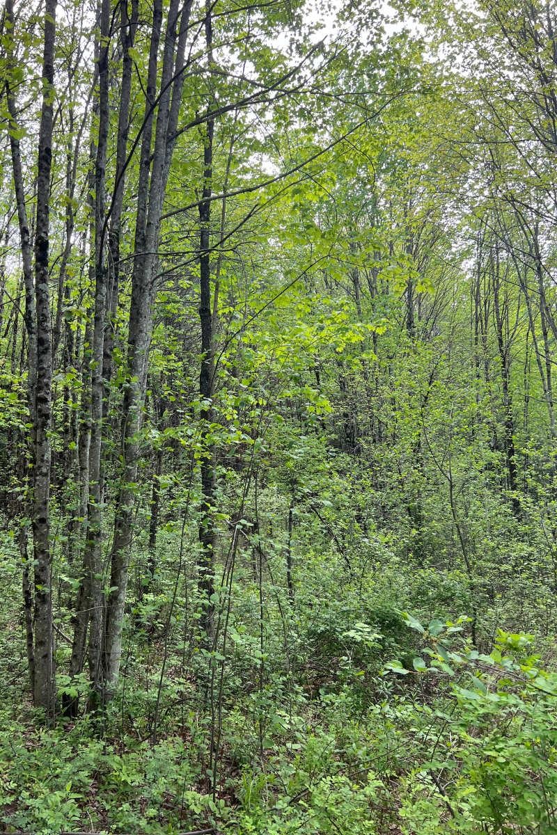 Keene NH&nbsp;Land for sale $$189,000 | 5.1 Acres  | Price Per Acre $0 