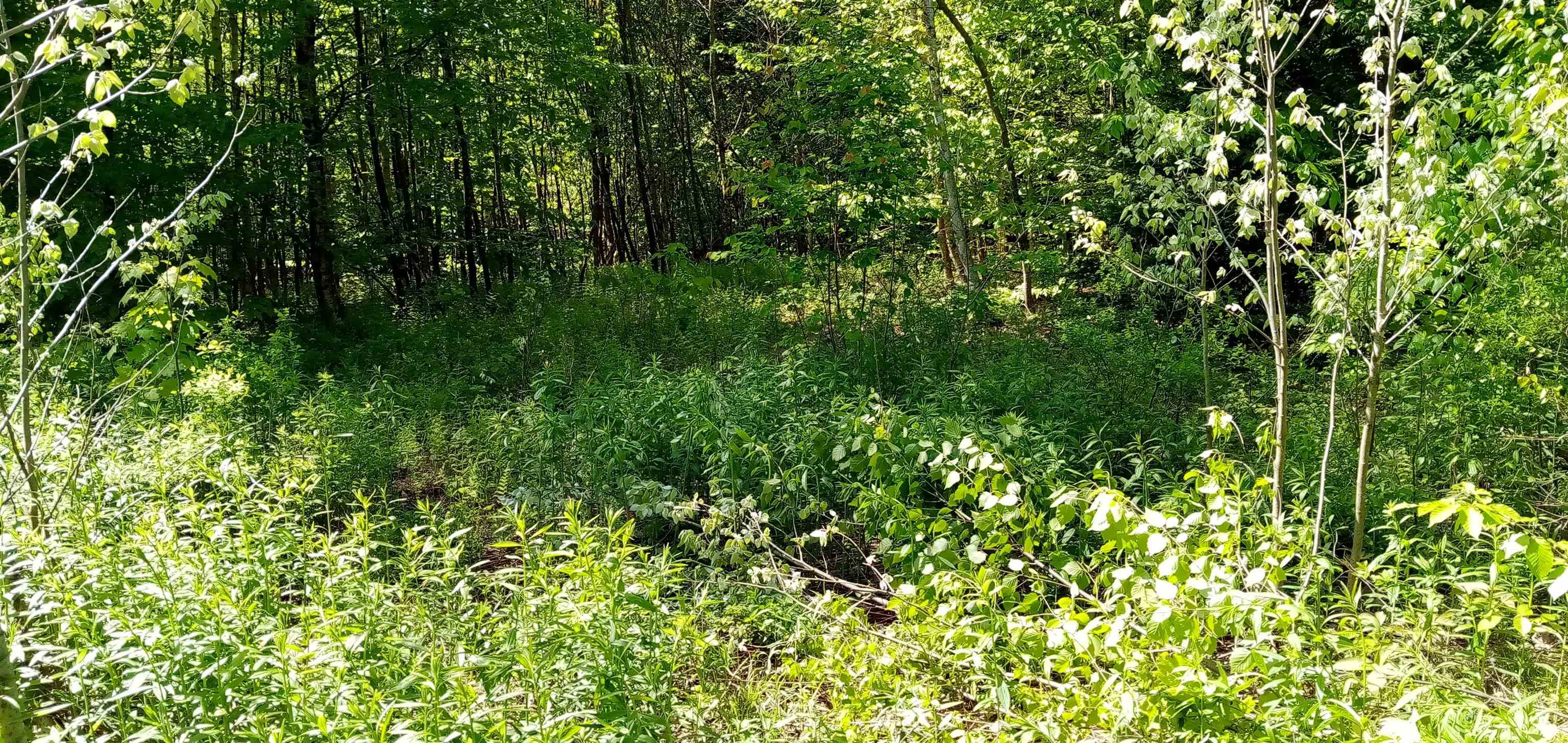 Photo 3 of Land for sale at 00 Arnold Ln, Wolcott, VT 05680 | MLS# 5043016 | Listing updated on 2026-09-15