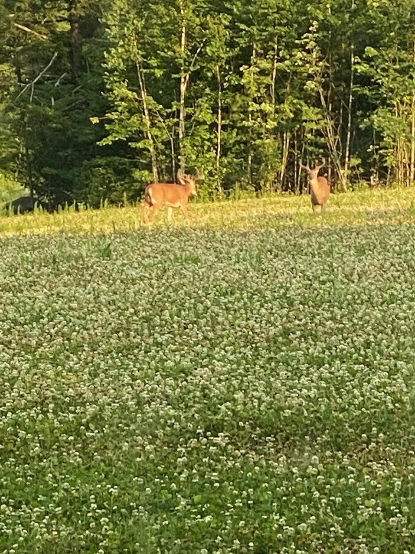 Map 7 Lot 1 298 Battle St, Webster, NH 03303