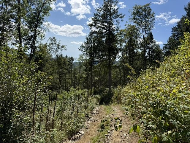 New logging trail