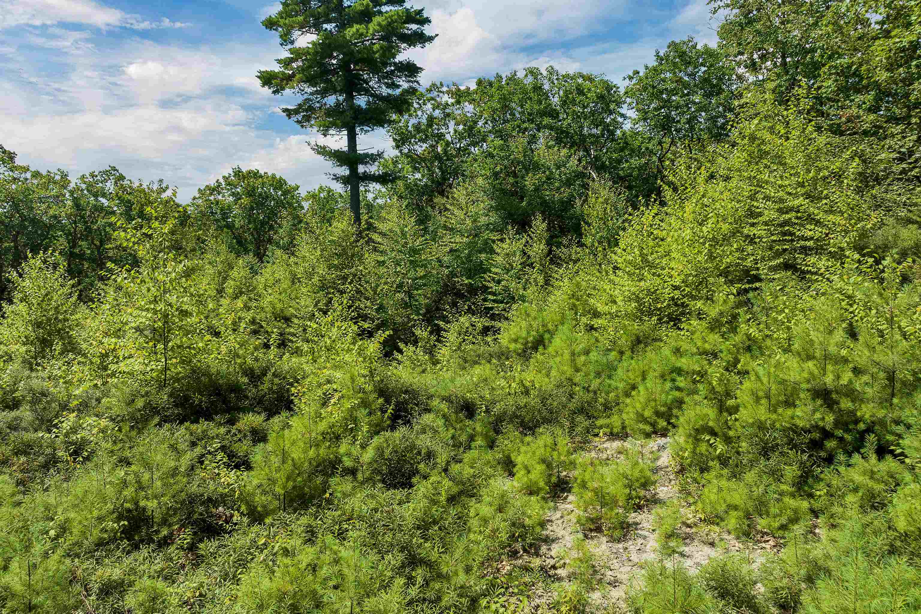 Cleared Area around the Cellar Hole