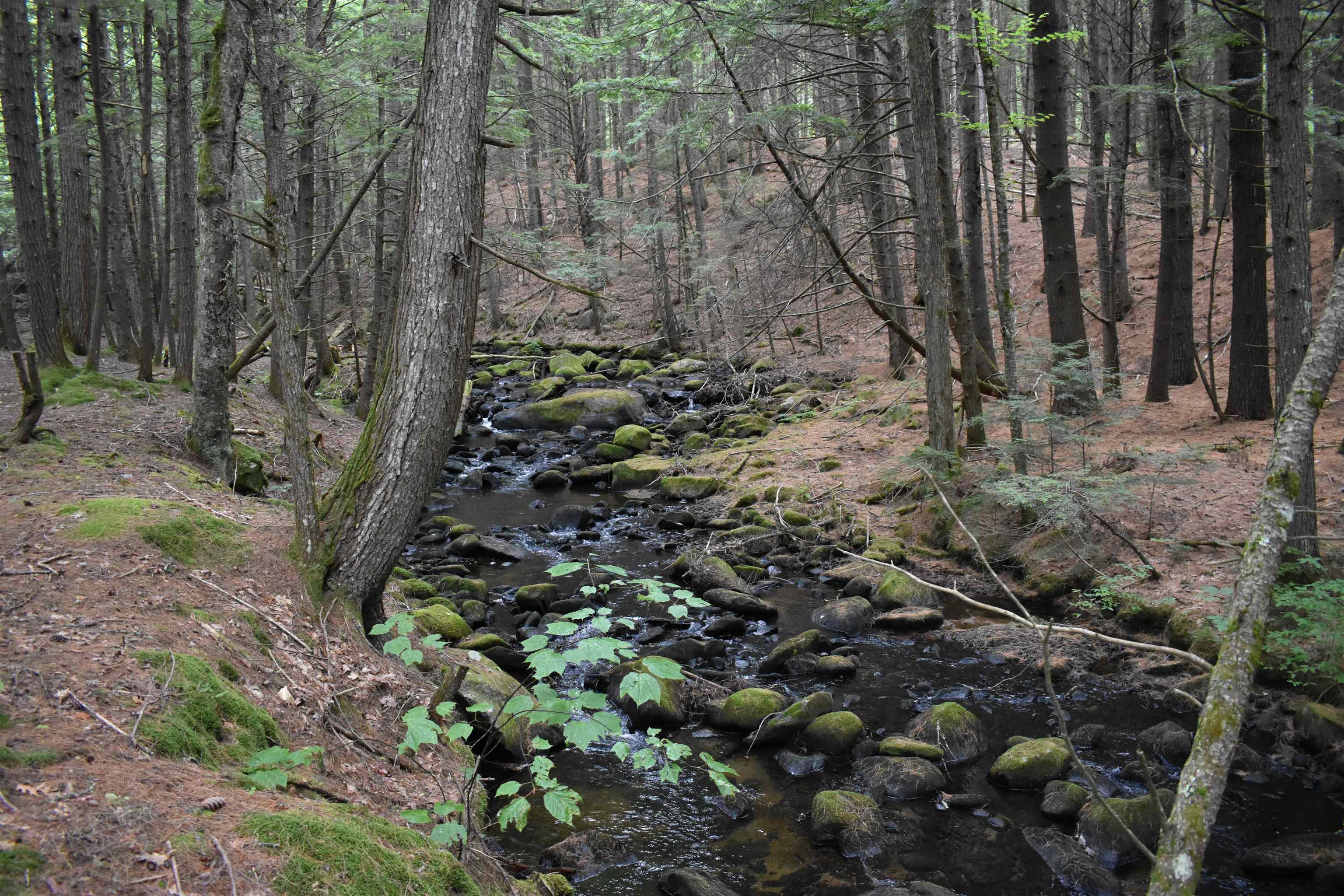 0 Saunders Hill Rd, Wentworth, NH 03282