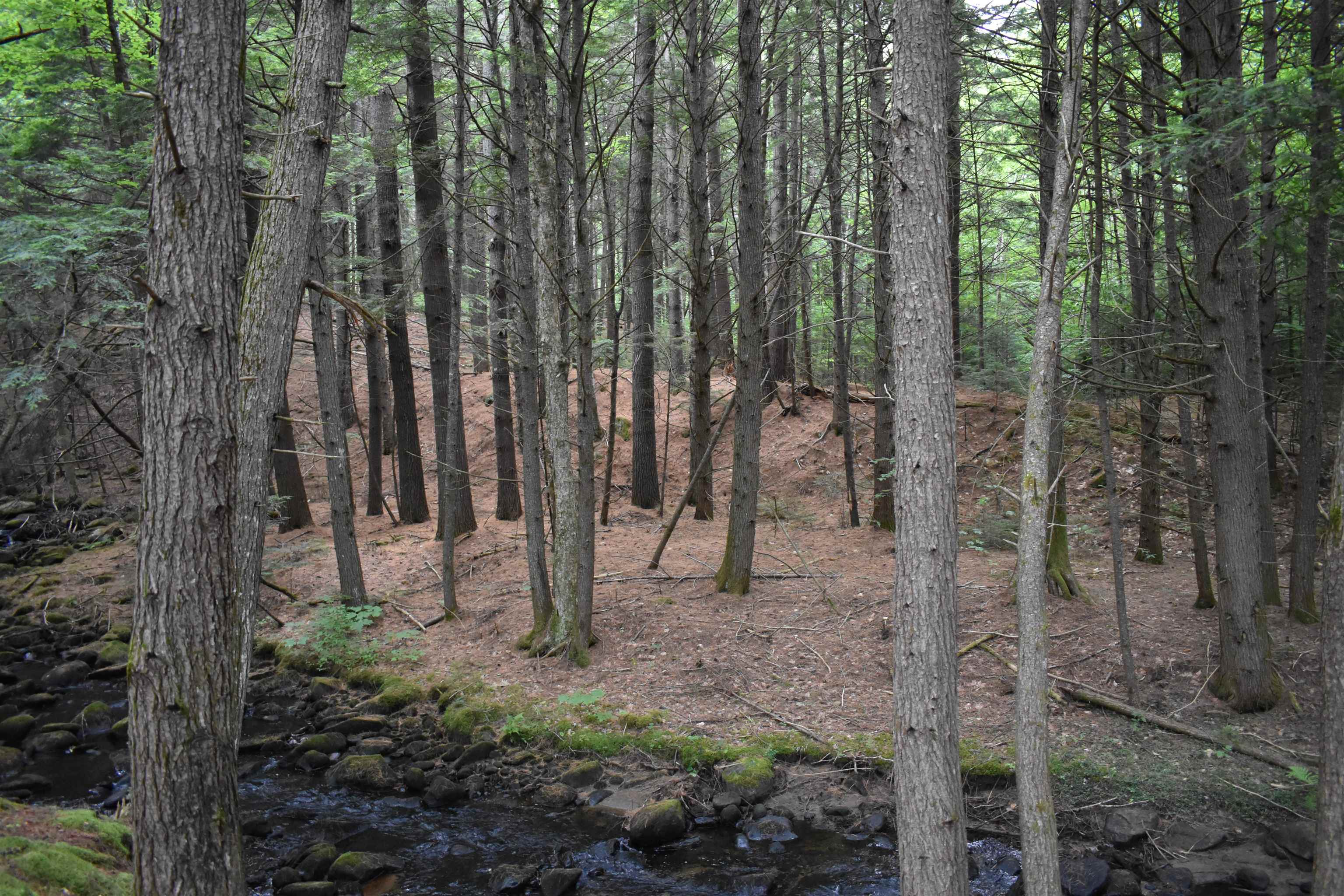 0 Saunders Hill Rd, Wentworth, NH 03282