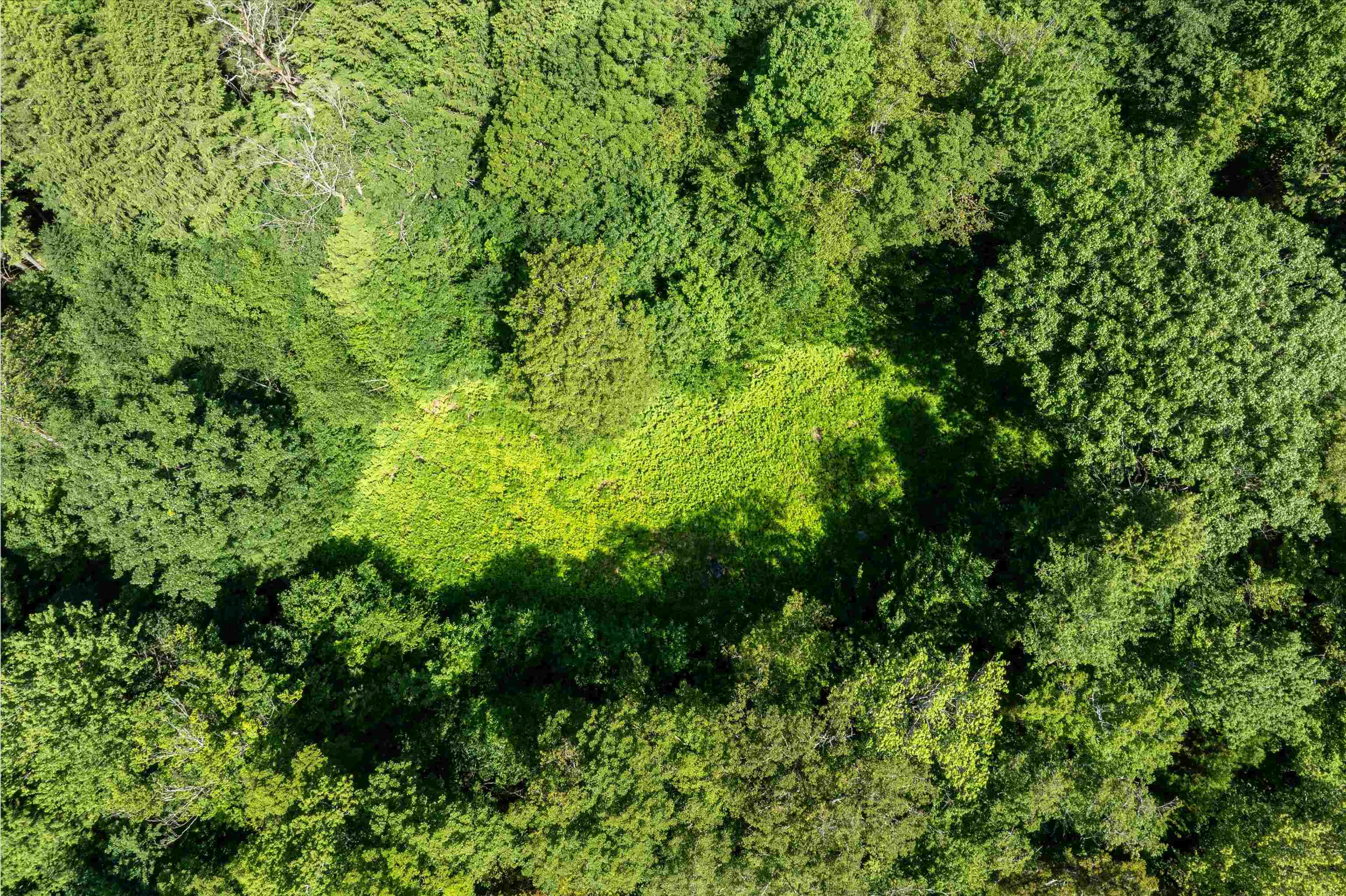 Several acres were cleared for homesite 23631282