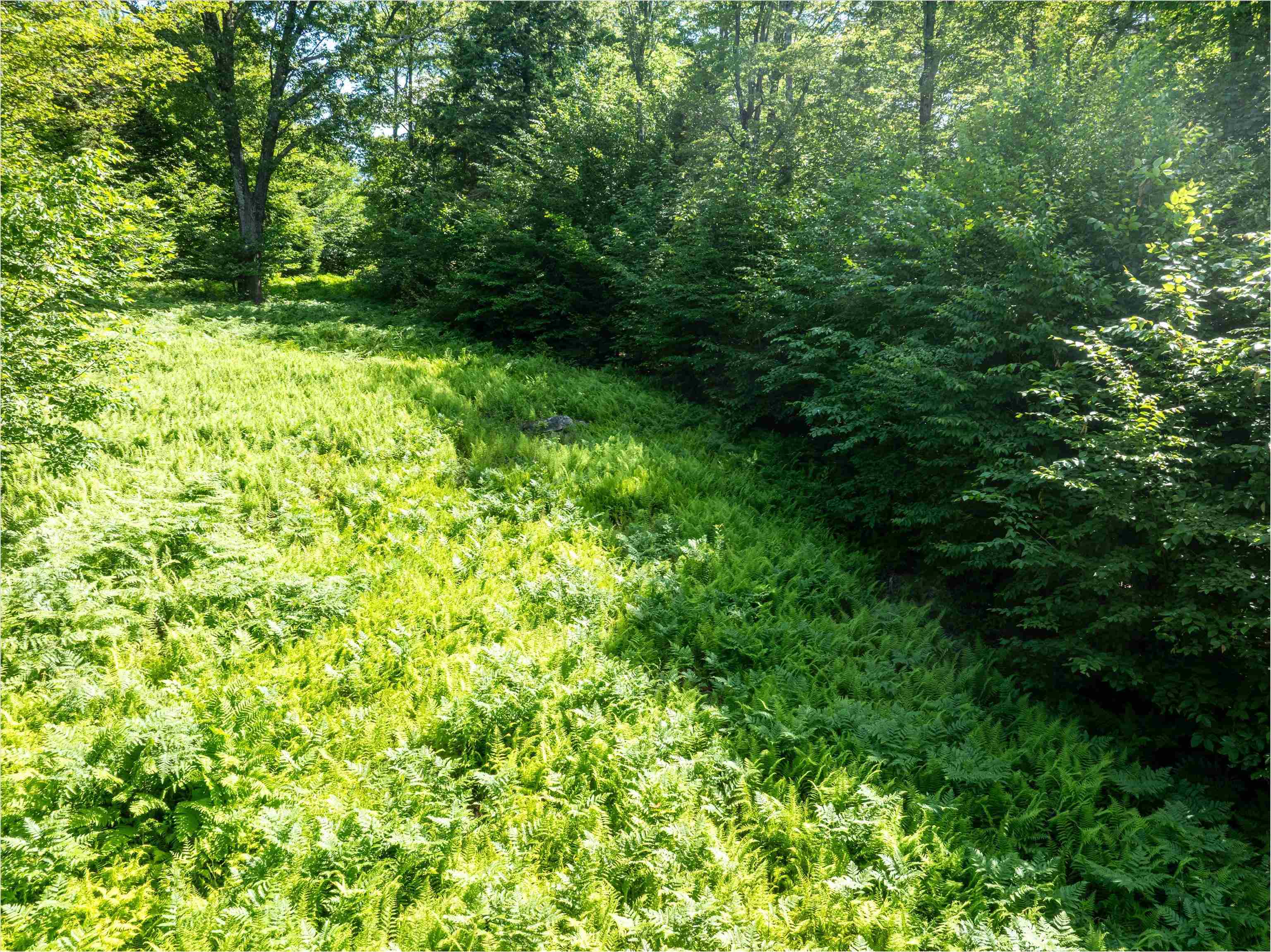 Mixture of deciduius and evergreen trees 23631329