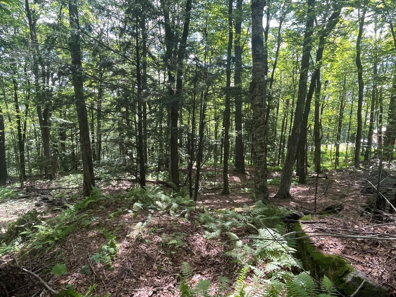 00 Kennedy Brook Dr, Stoddard, NH 03464