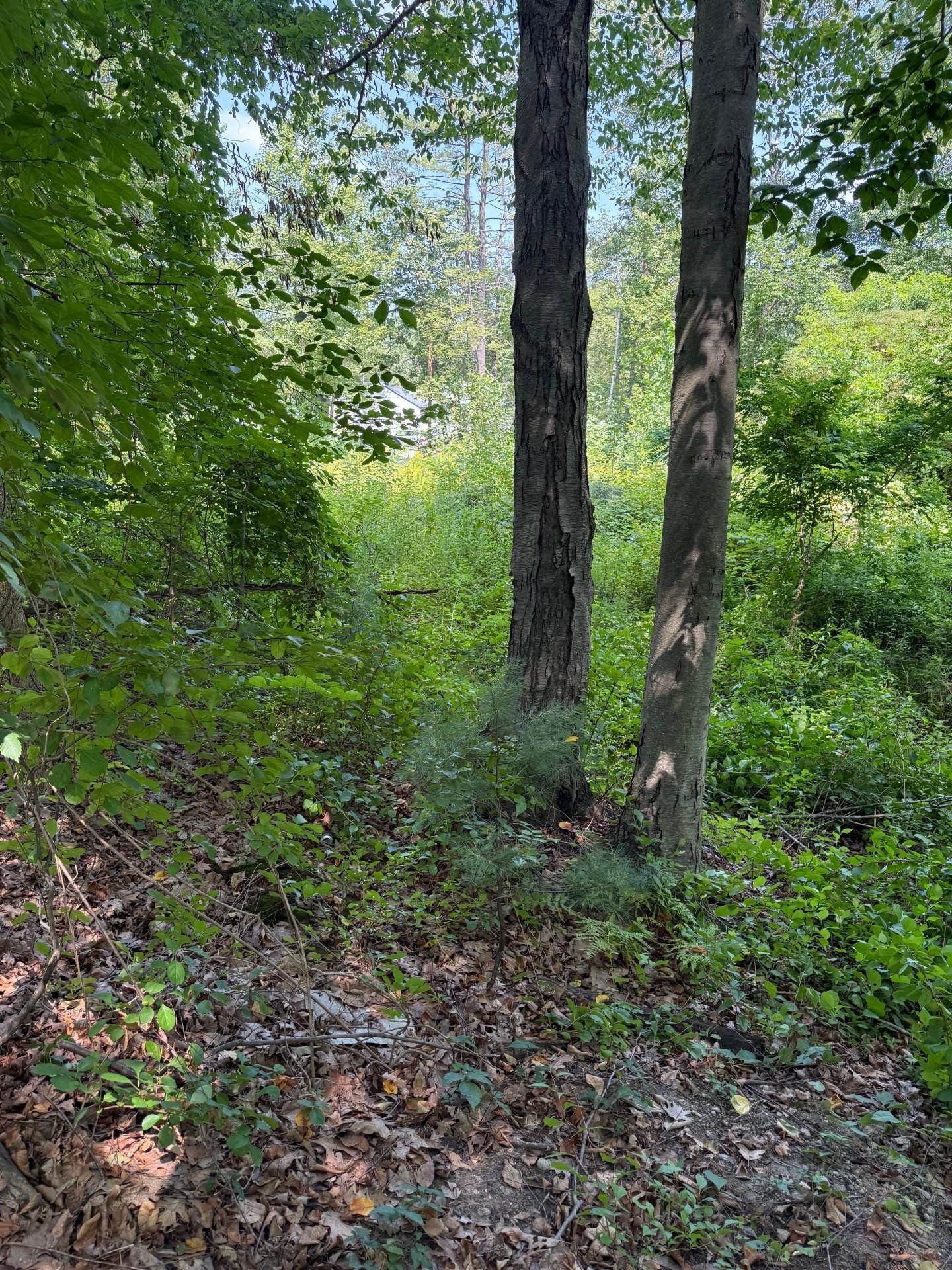 2 Shore Dr, Goffstown, NH 03045