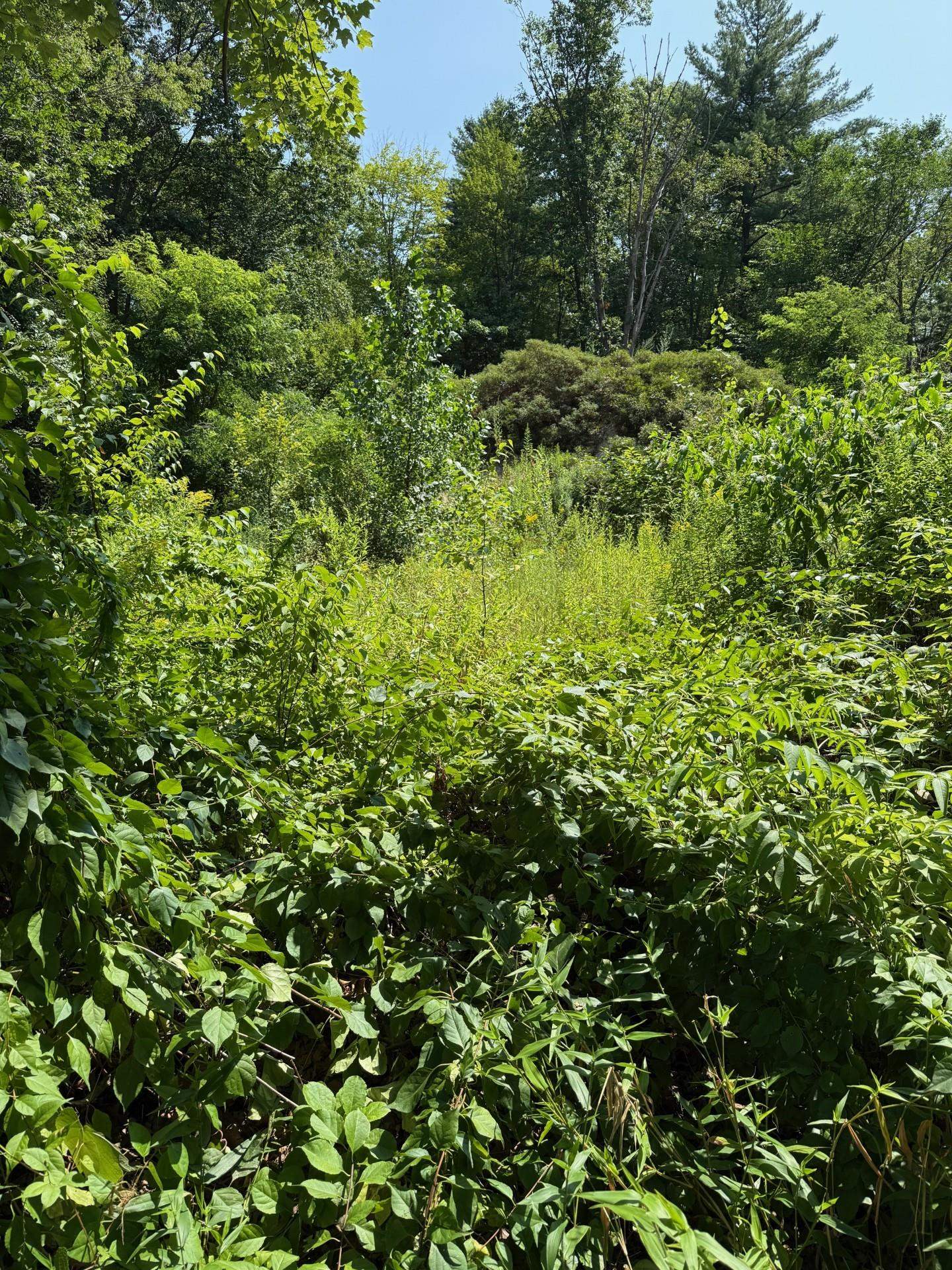 2 Shore Dr, Goffstown, NH 03045