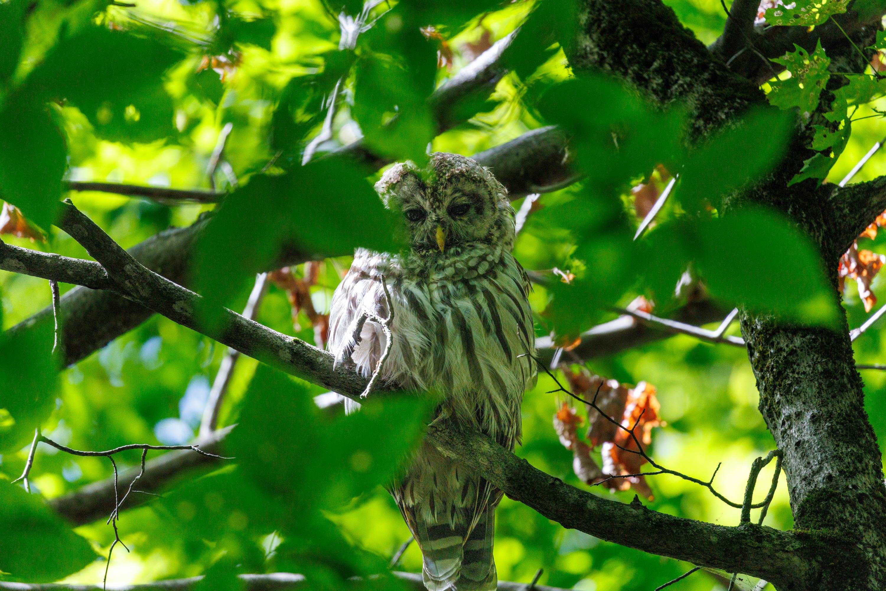 14 Summit Dr, Franconia, NH 03580