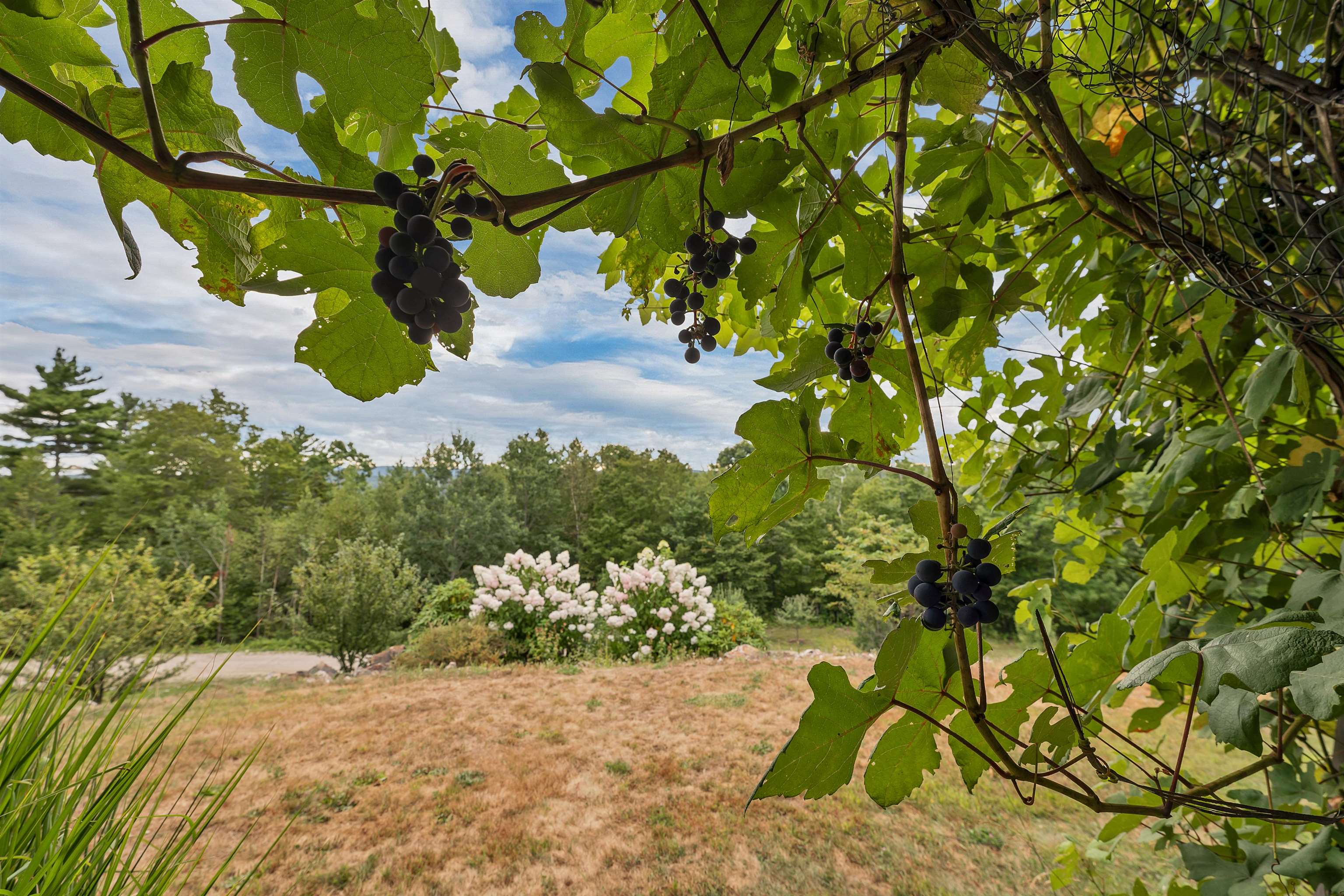 grapes & flowers from under carport