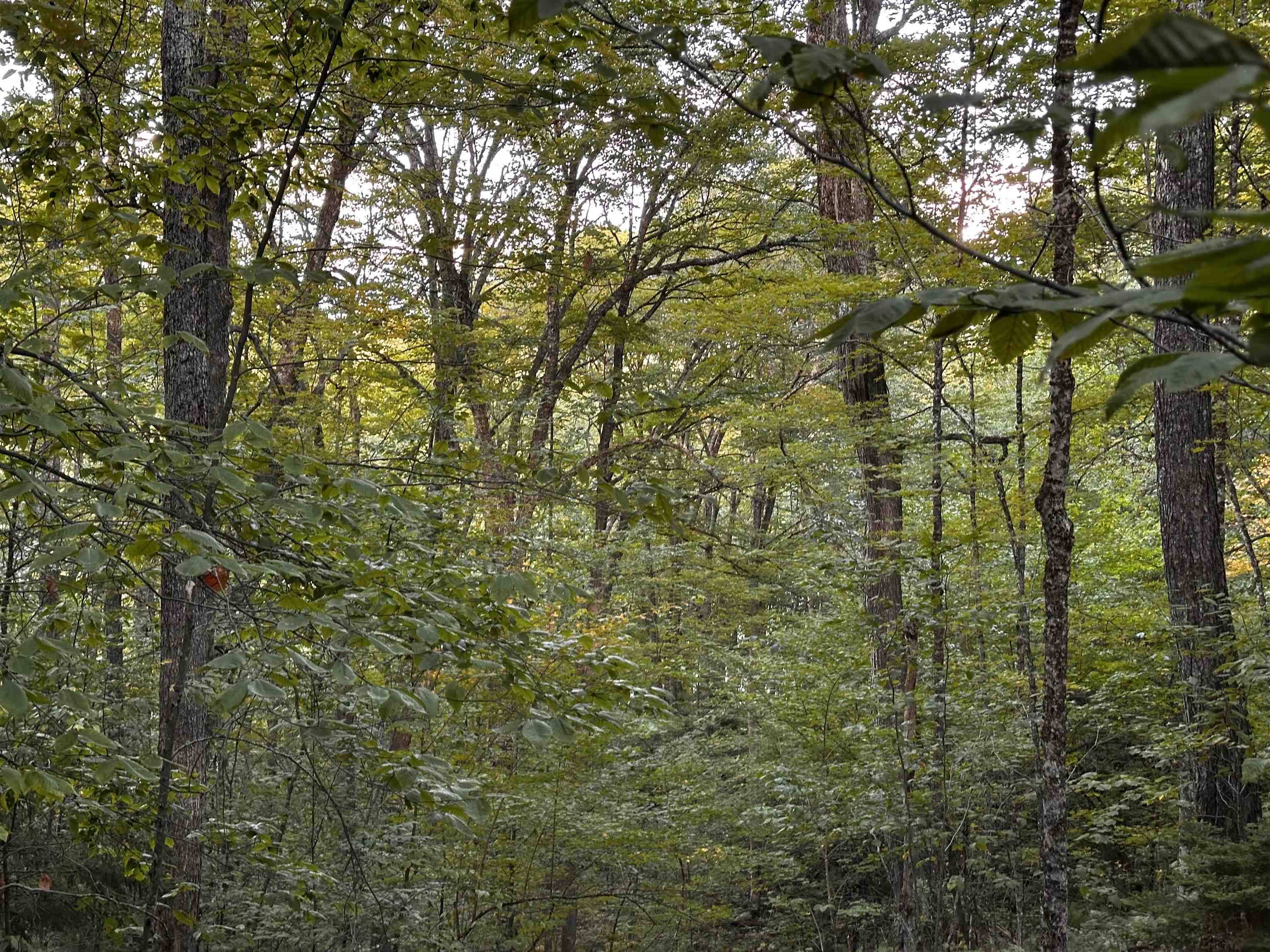 0 Sugarwood Ln, Littleton, NH 03561