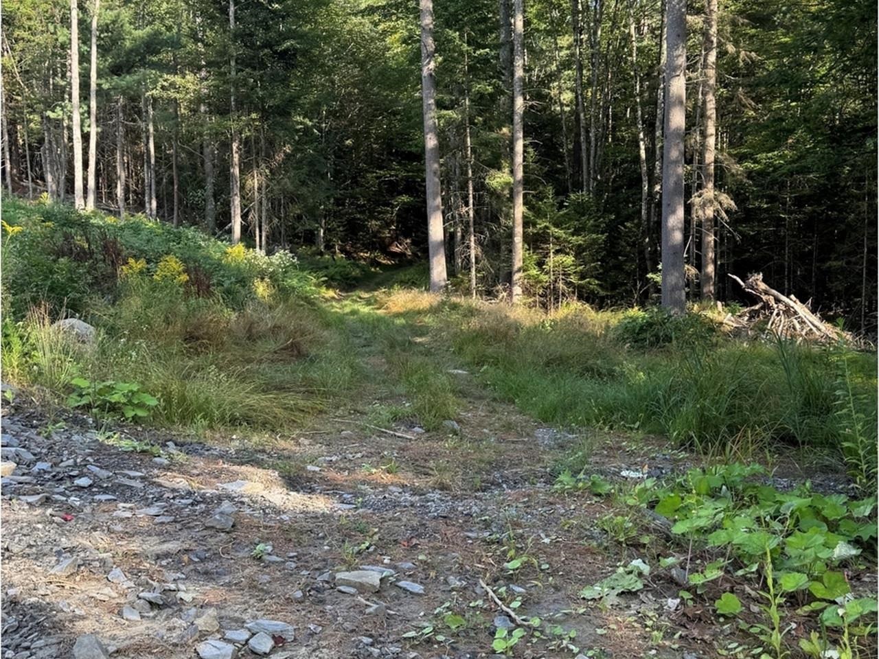Logging Road