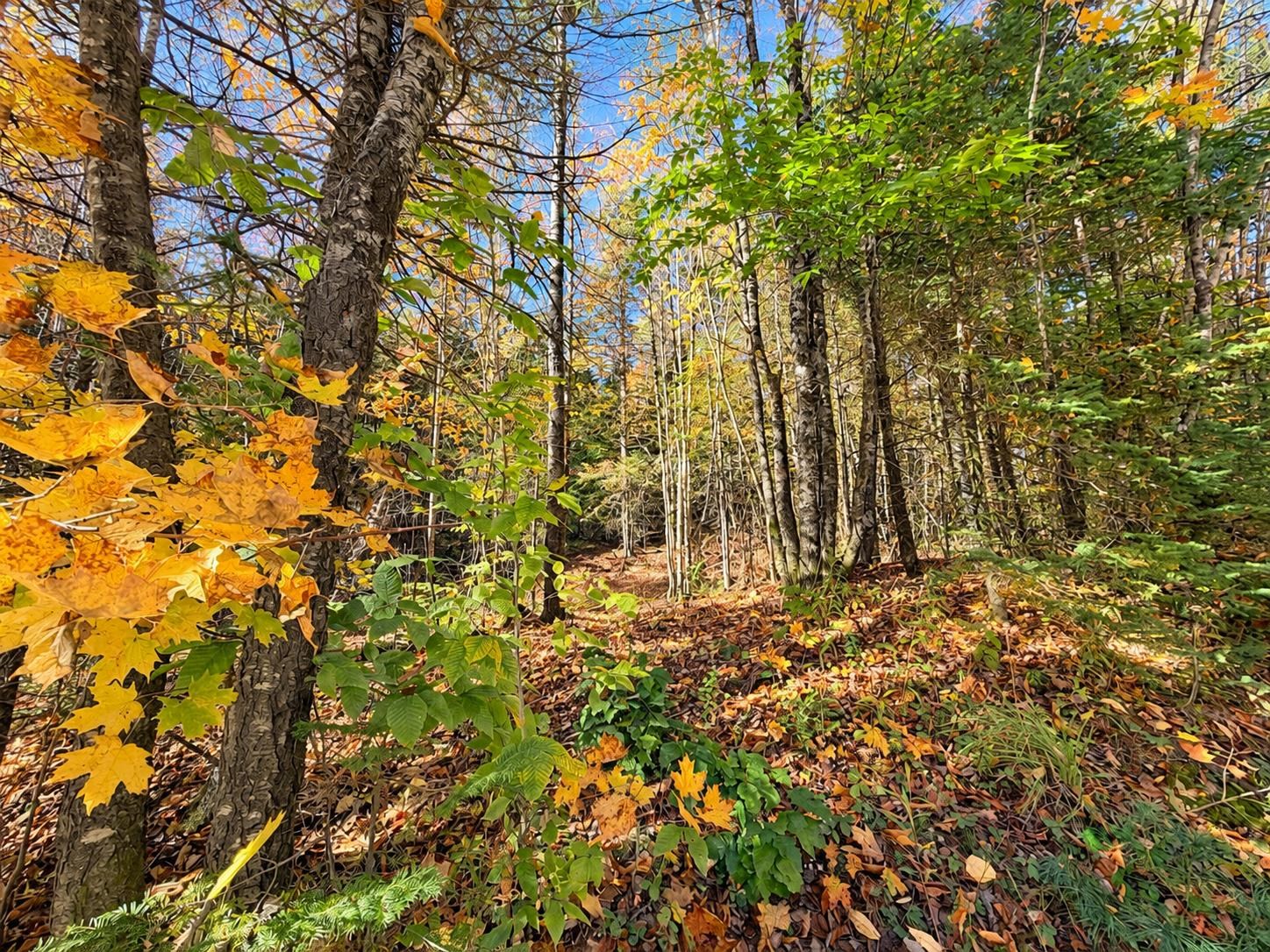 Photo 2 of Land for sale at 00 Marshall Newland Rd, East Burke, VT 05832 | MLS# 5061569 | Listing updated on 2026-10-05