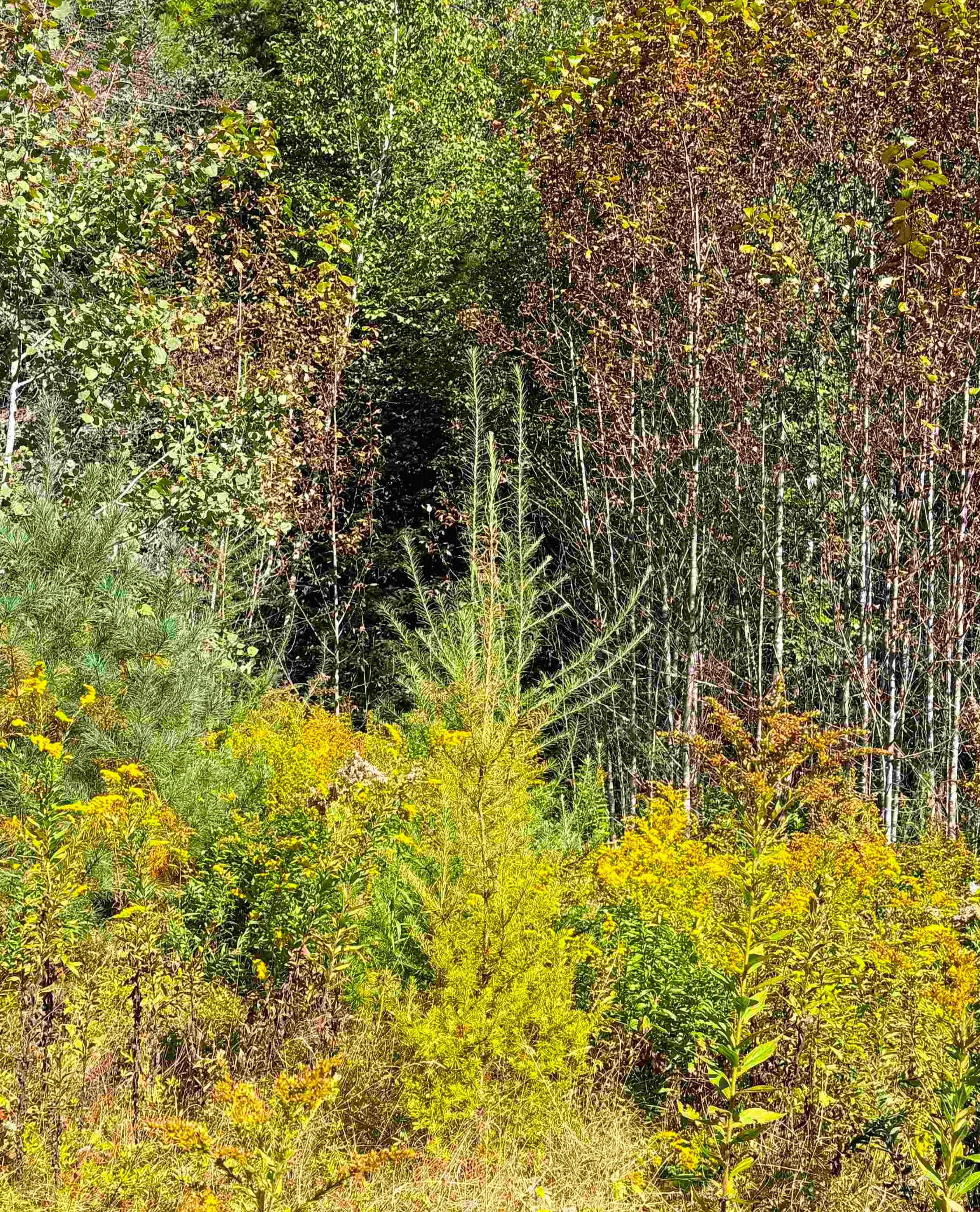 686 Wing Rd, Bethlehem, NH 03574