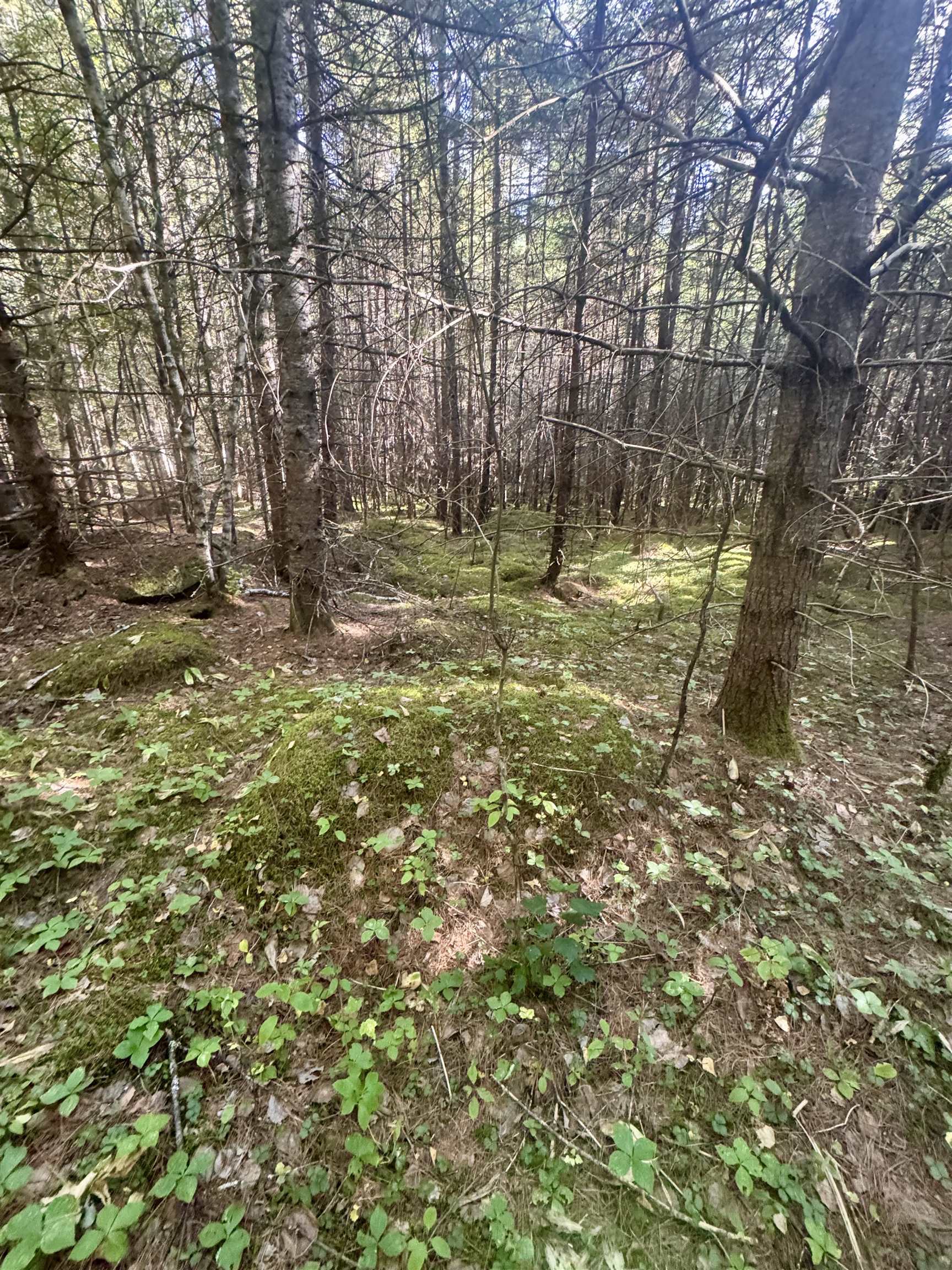 0 Thorn Hill Rd, Bethlehem, NH 03574