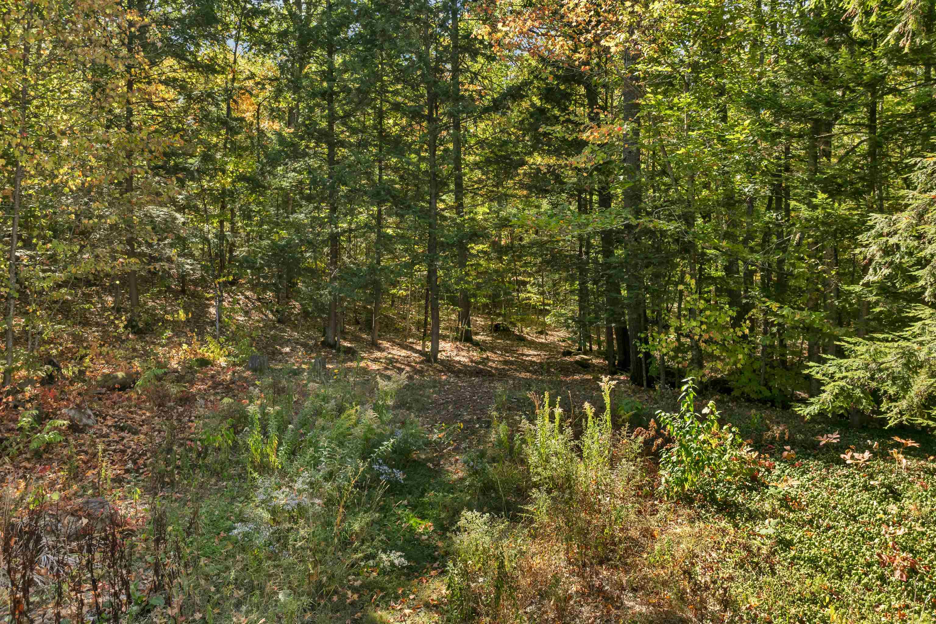 Walk back into the Woods