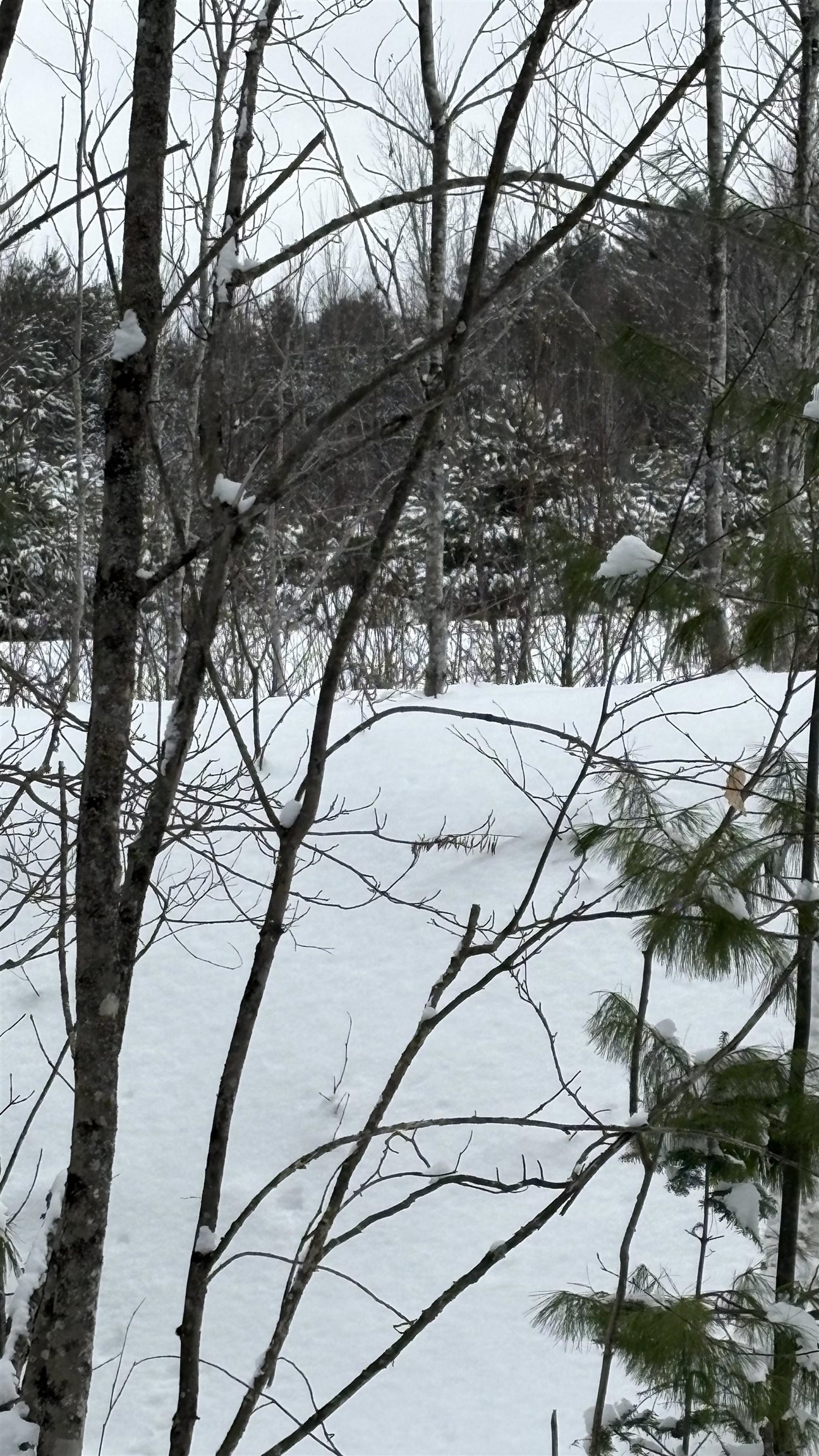 Lot 4 Catterall Rd, Lisbon, NH 03585