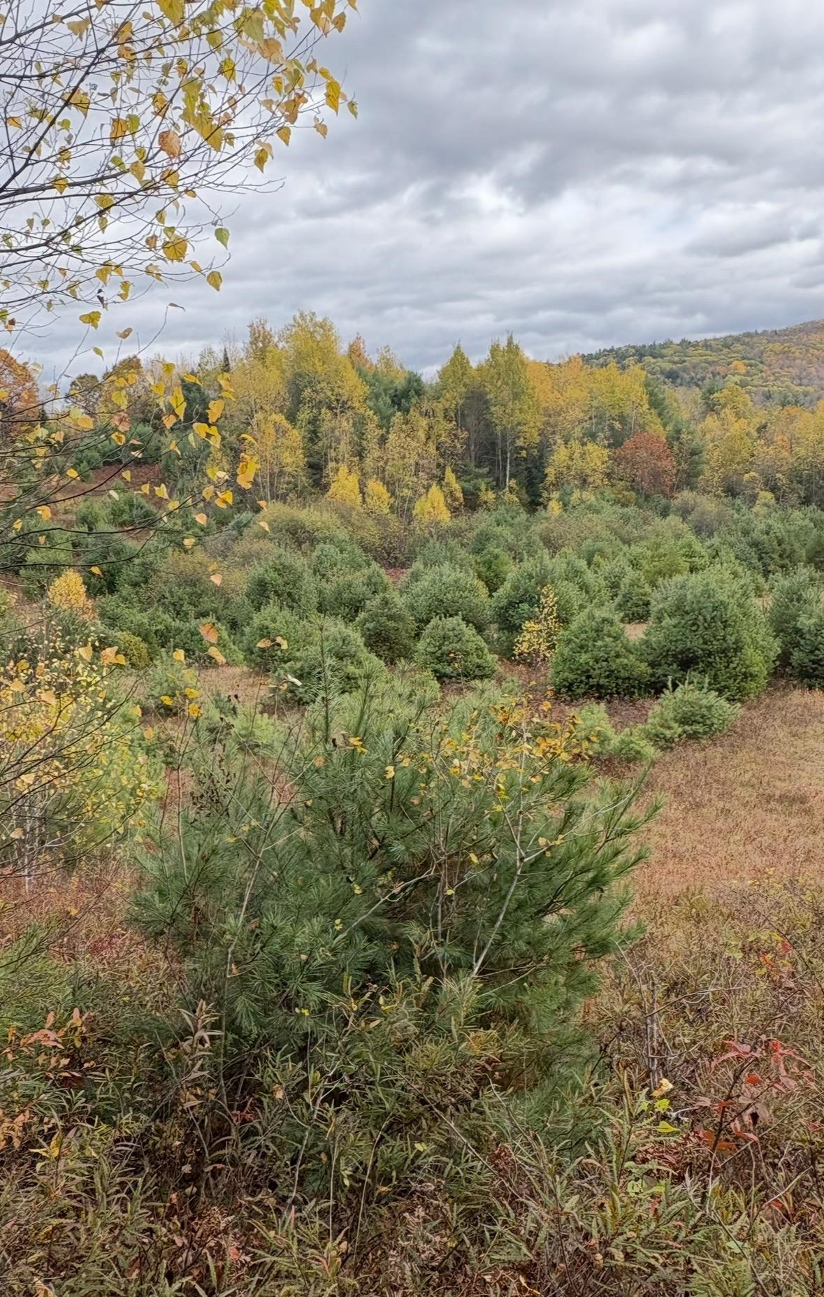 Lot 4 Catterall Rd, Lisbon, NH 03585